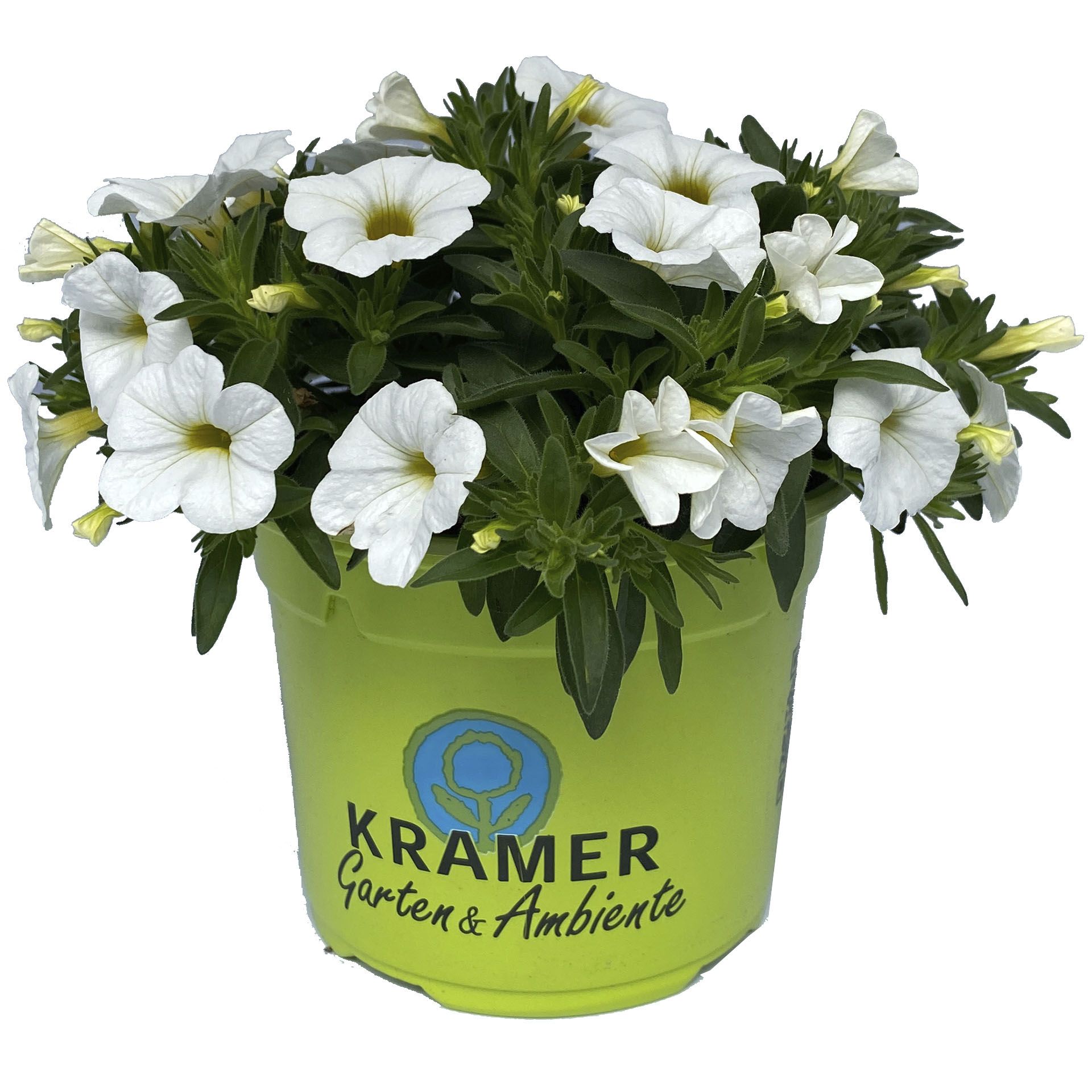 weiß blühendes Zauberglöckchen Calipetite White im Pflanztopf