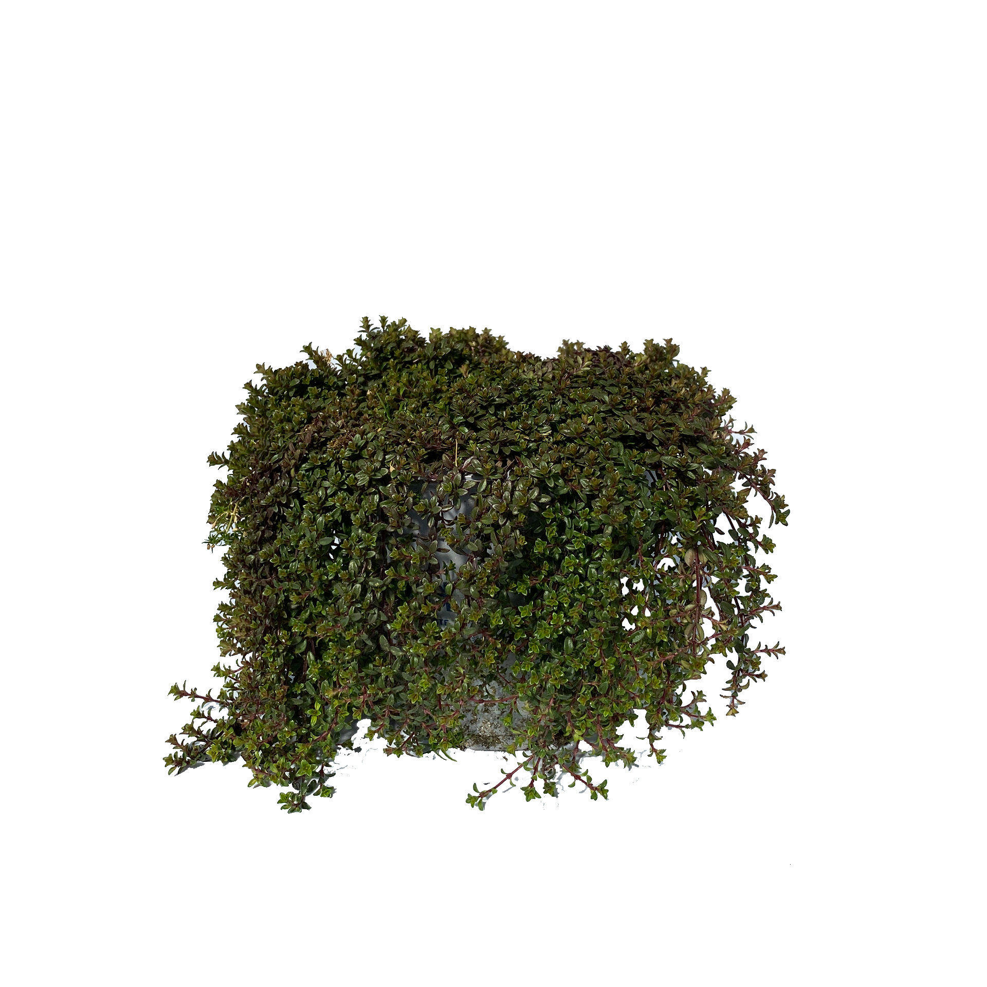 Bodendecker Mattenthymian bildet Polster mit lila Blüten