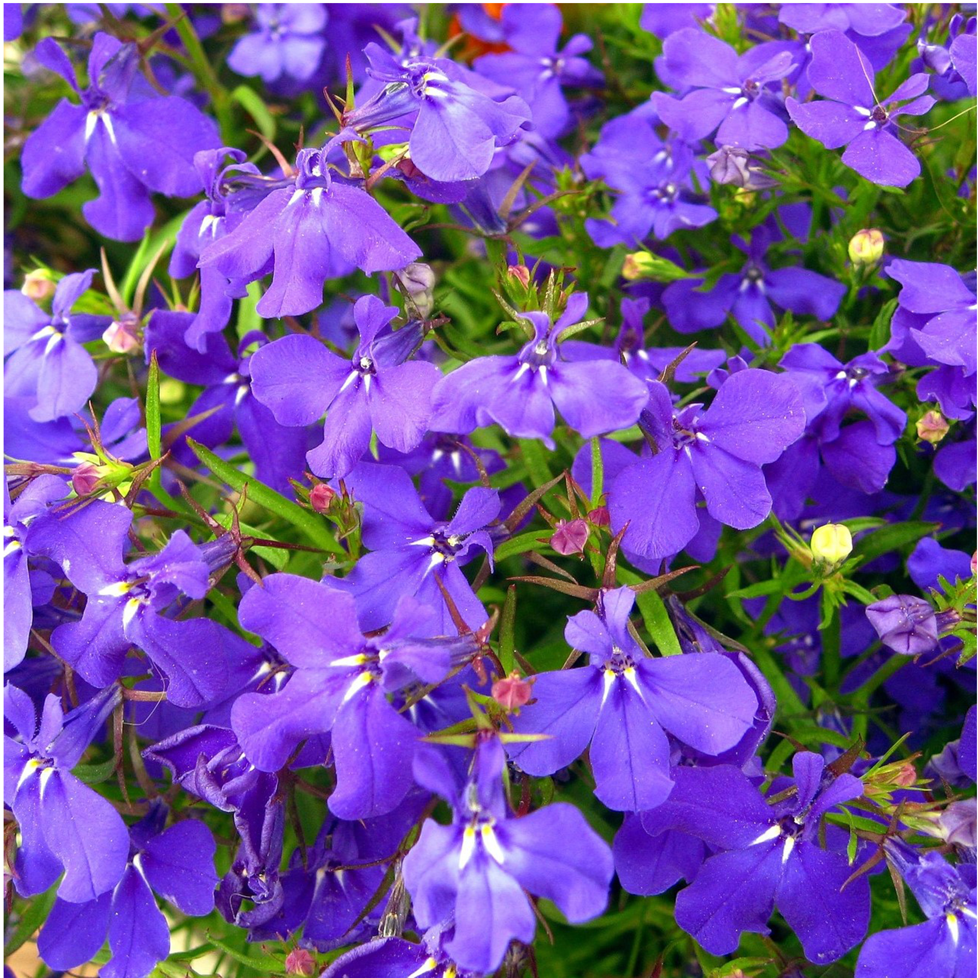 lila blühendes Männertreu