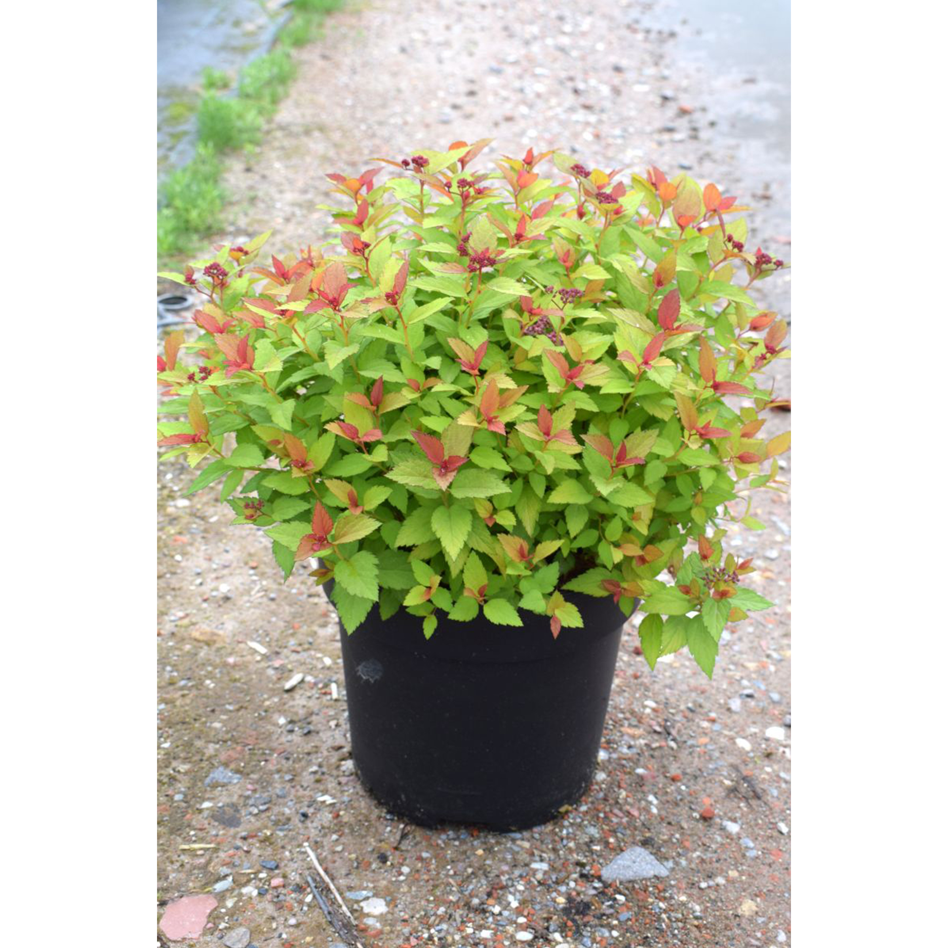 Spierstrauch Magic Carpet