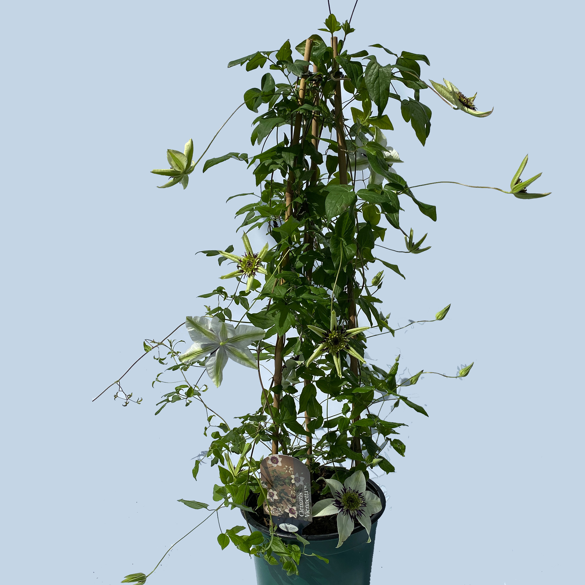 Clematis / Waldrebe 'Vienetta' weiß-violett, 19cm Topf