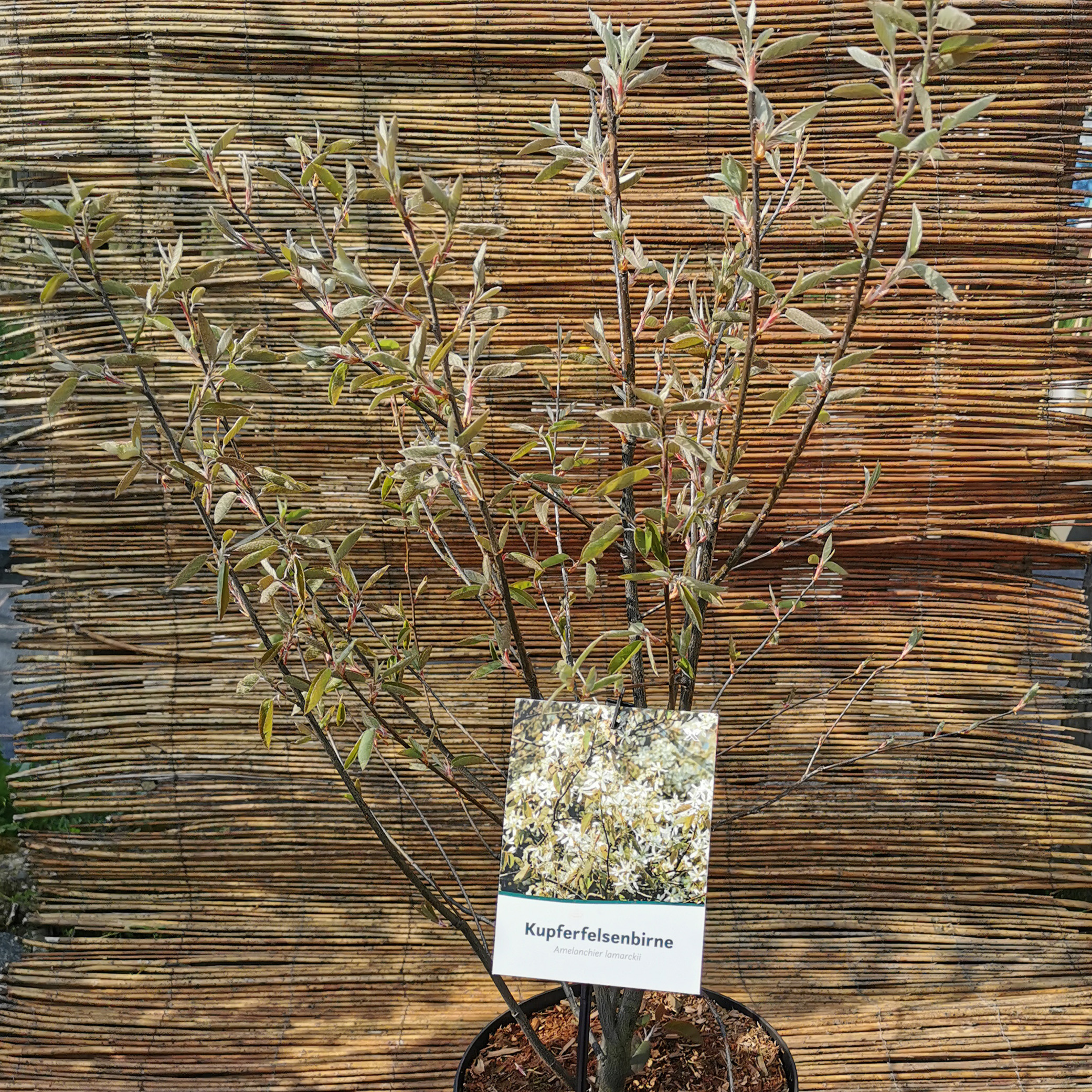 Kupfer-Felsenbirne - Amelanchier lamarckii, C4 60-80cm