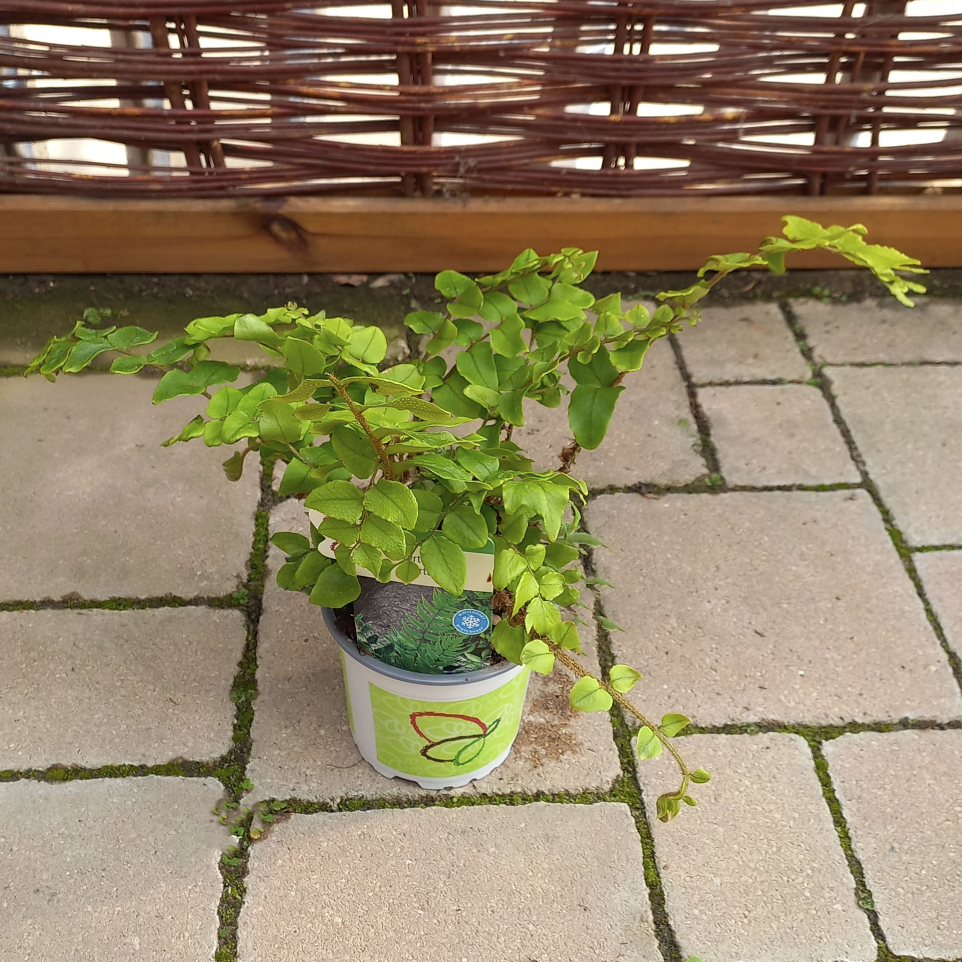 Fortunes Sichelfarn im Pflanztopf mit Pflanzenstecker