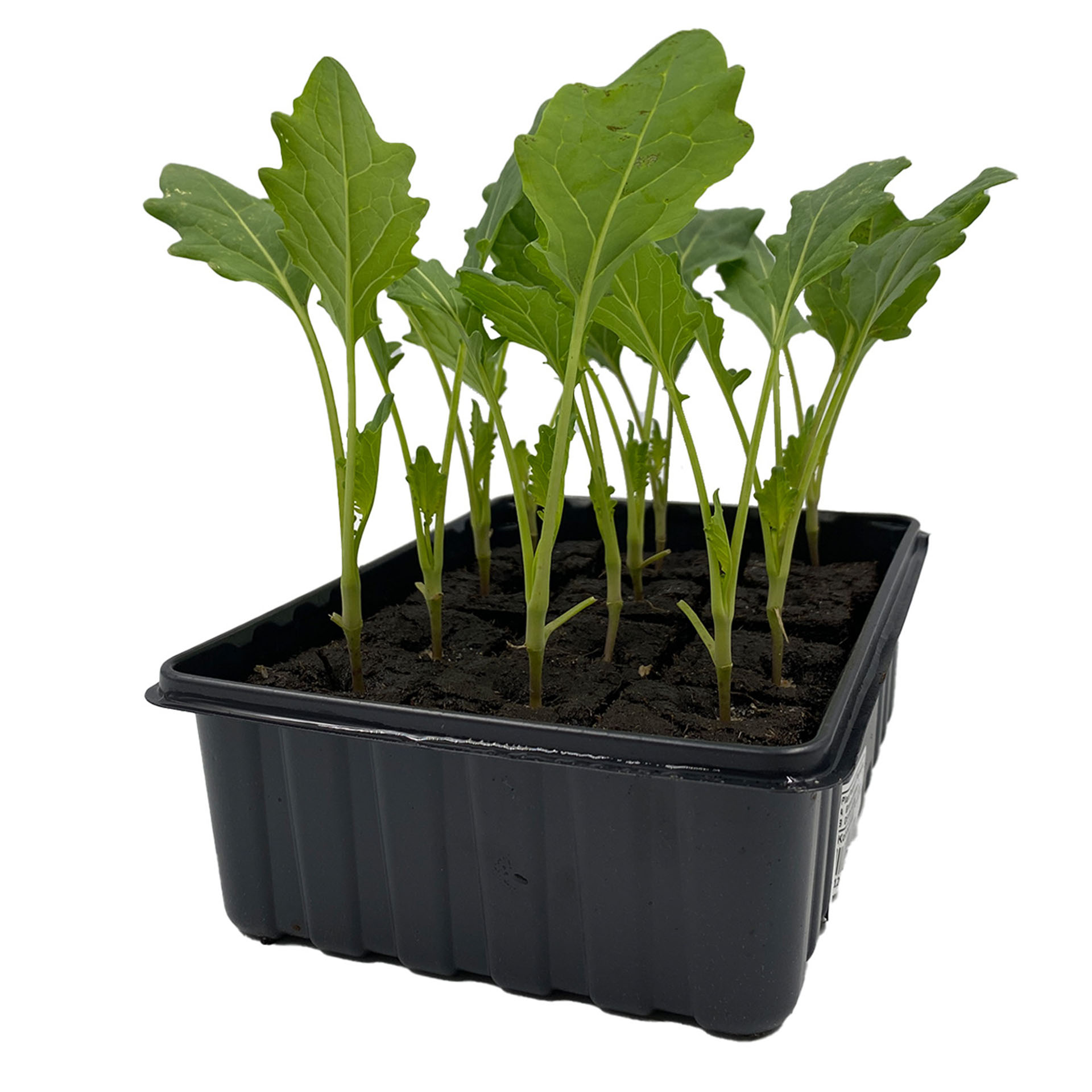 Kohlrabi, Boden, Pflanze, Pflanze im Topf, Produzieren, Blatt