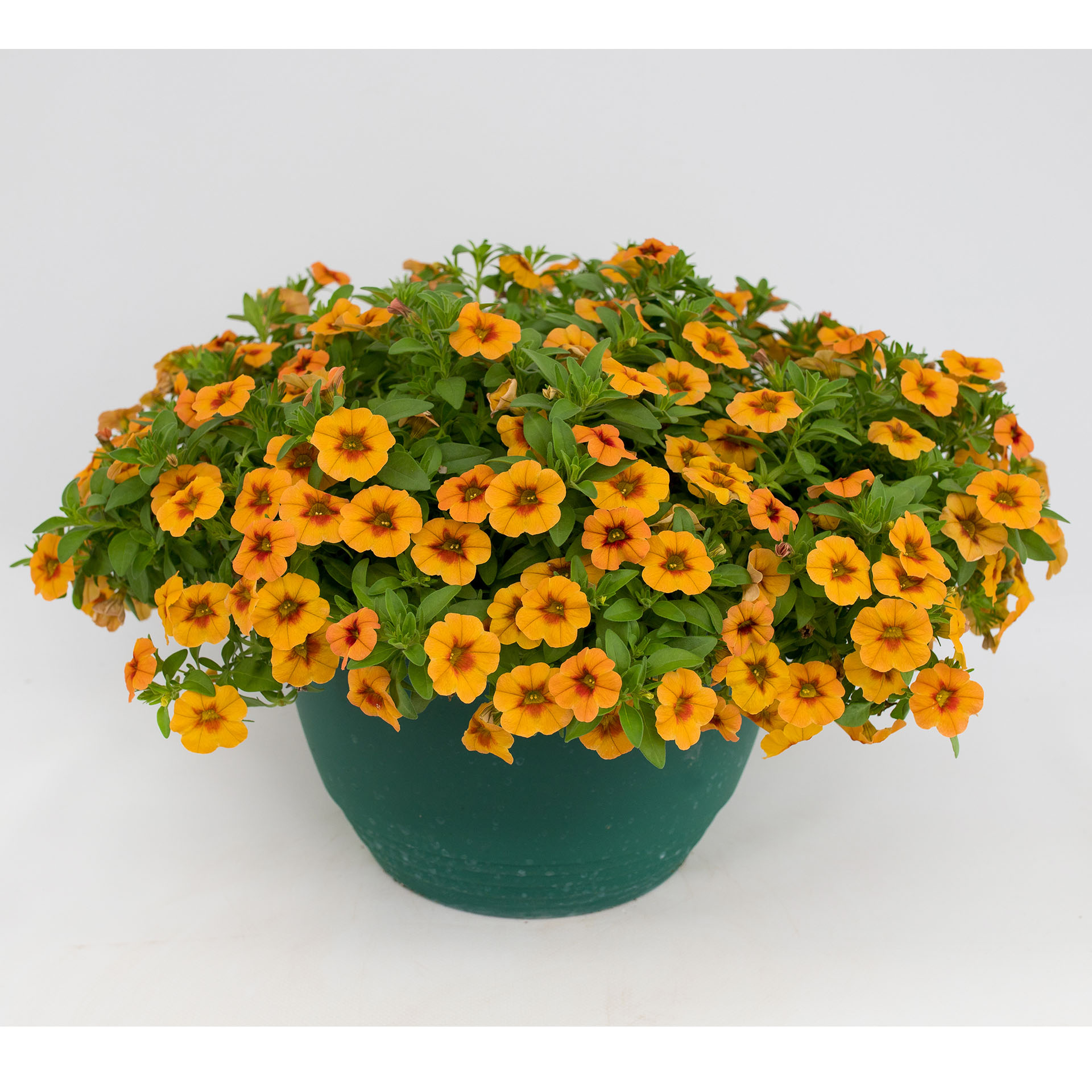 Zauberglöckchen - Calibrachoa cultivars 'Calipetite® Sunset Orange', 12cm Topf