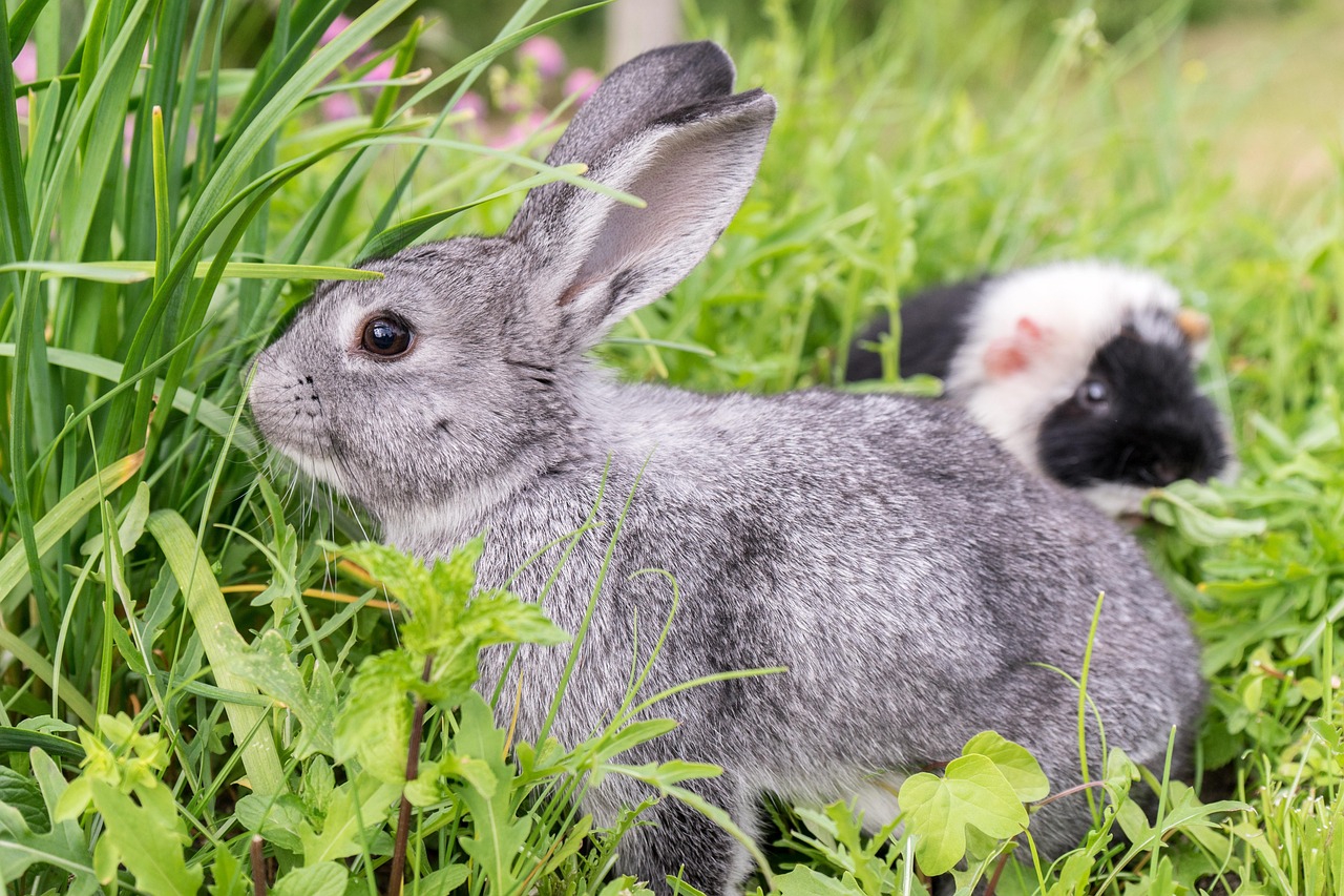 kaninchen, grau, fell, gras, außenbereich