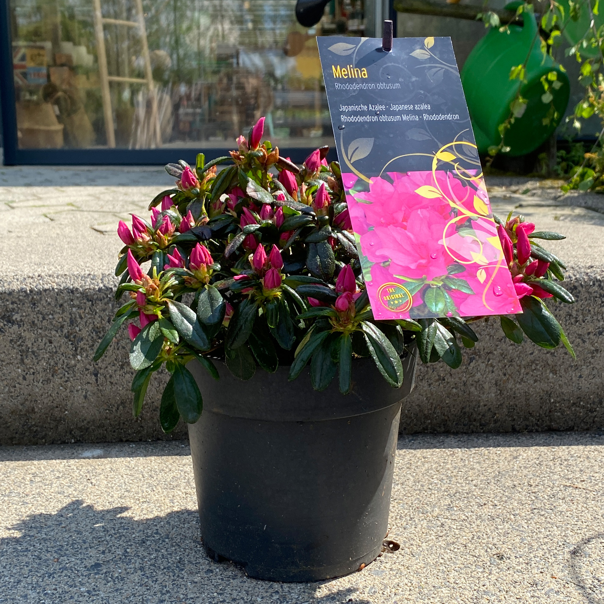 Japanische Azalee - Rhododendron obtusum 'Melina', C2,3