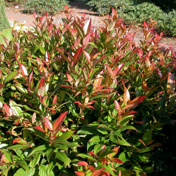 Leucothoe keiskei 'Royal Ruby'