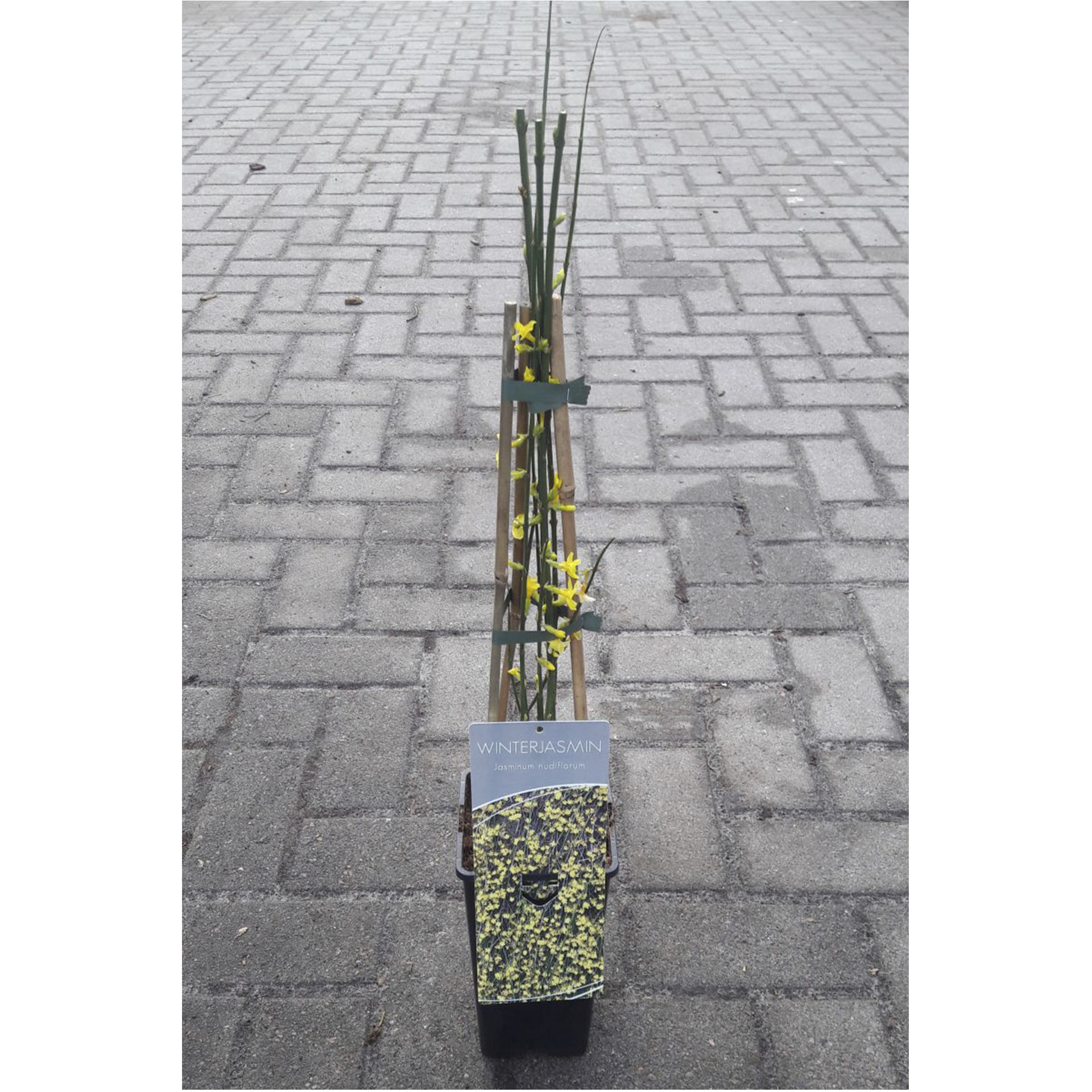 Pflanztopf mit Winterjasmin und Pflanzenstecker