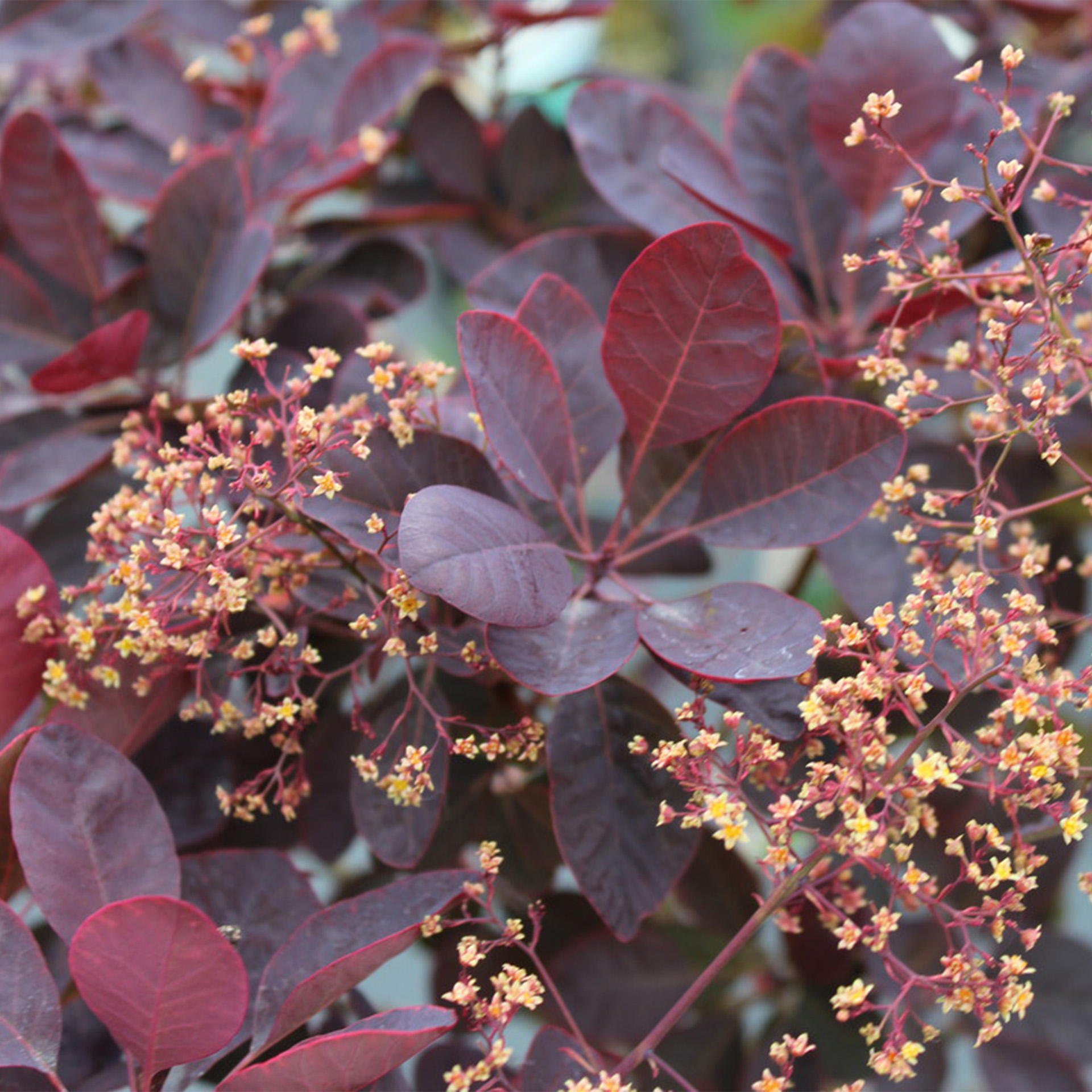 Roter Perückenstrauch - Cotinus cogg. 'Royal Purple', C4,5 30-40cm