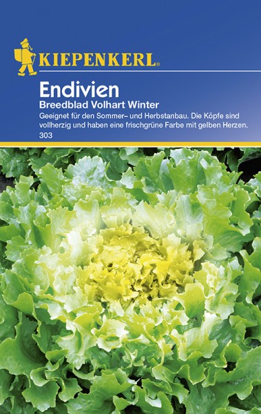 Endivien Breedblad Volhart Winter
