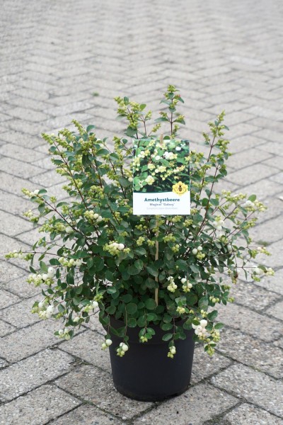 Knallerbsenstrauch/ Symphoricapus galaxy