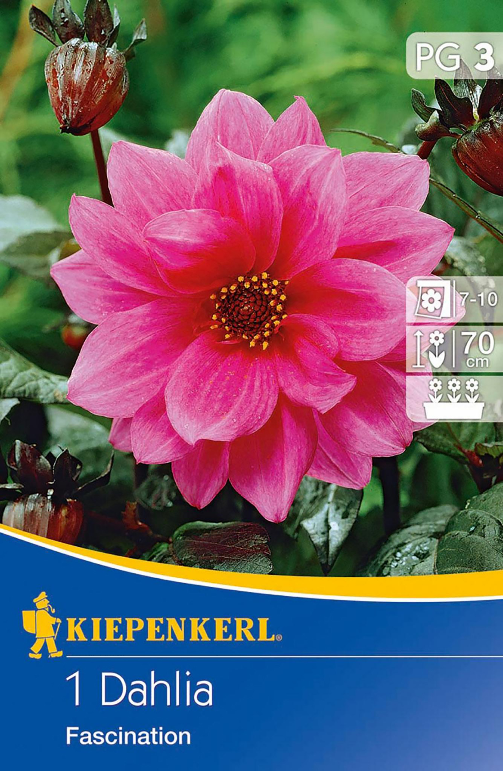 Beet-Dahlie 'Fascination', Blumenzwiebel