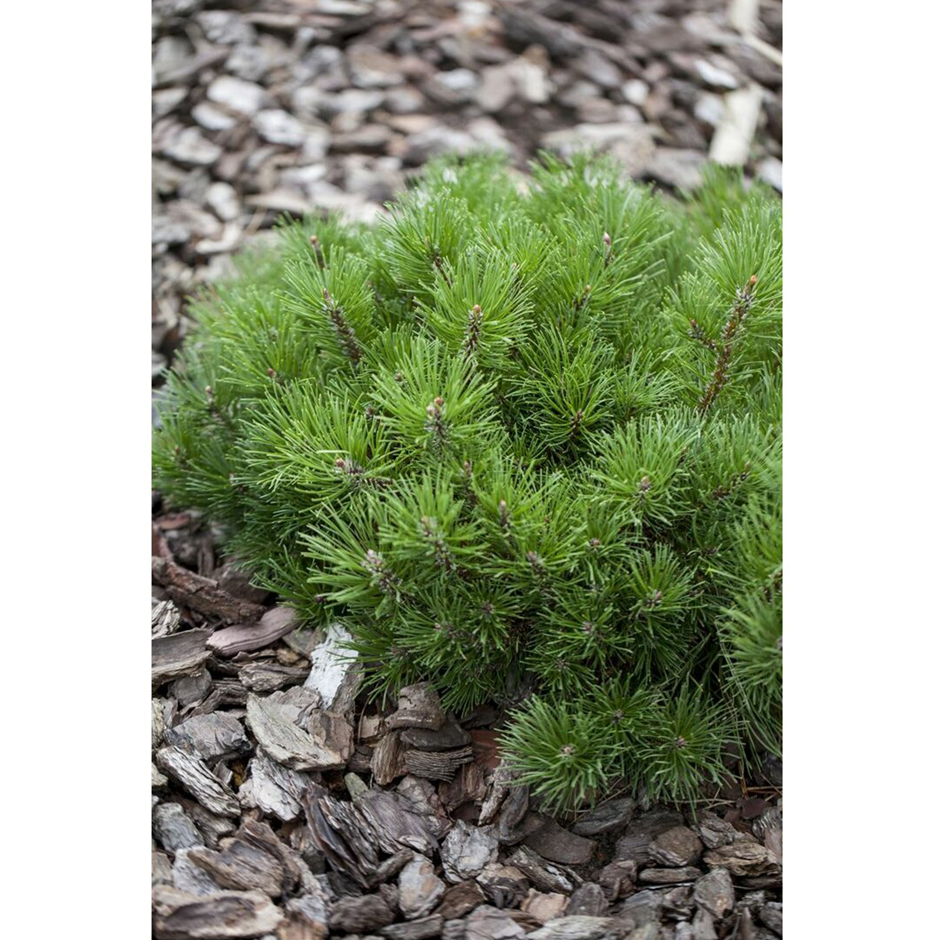 Zwergkiefer Latschenkiefer Bergkiefer Konifere immergrün