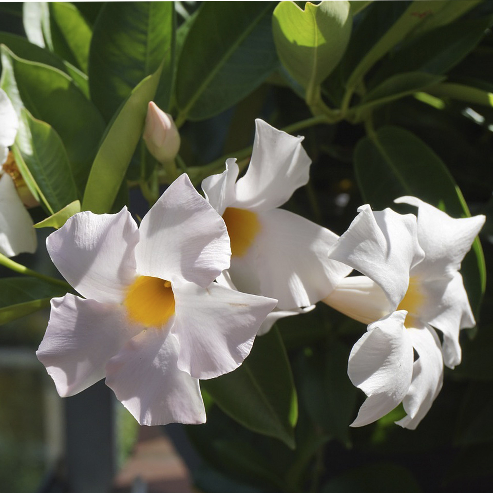 Dipladenie / Mandevilla Pyramide - Dipladenia weiß, 14cm Topf - 2023 nicht