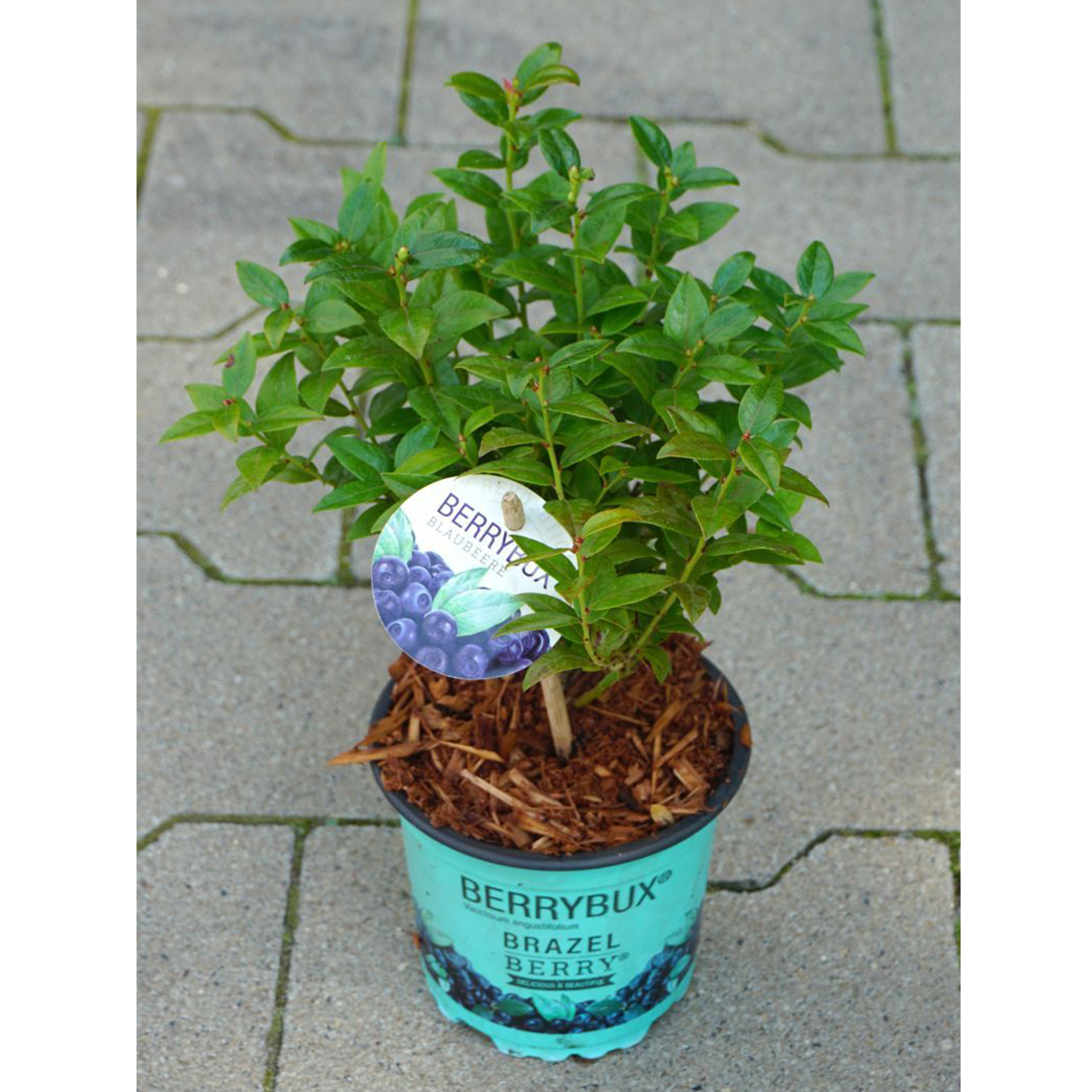 Heidelbeere BrazelBerry Berry Bux  Beerenobst hohe Erträge