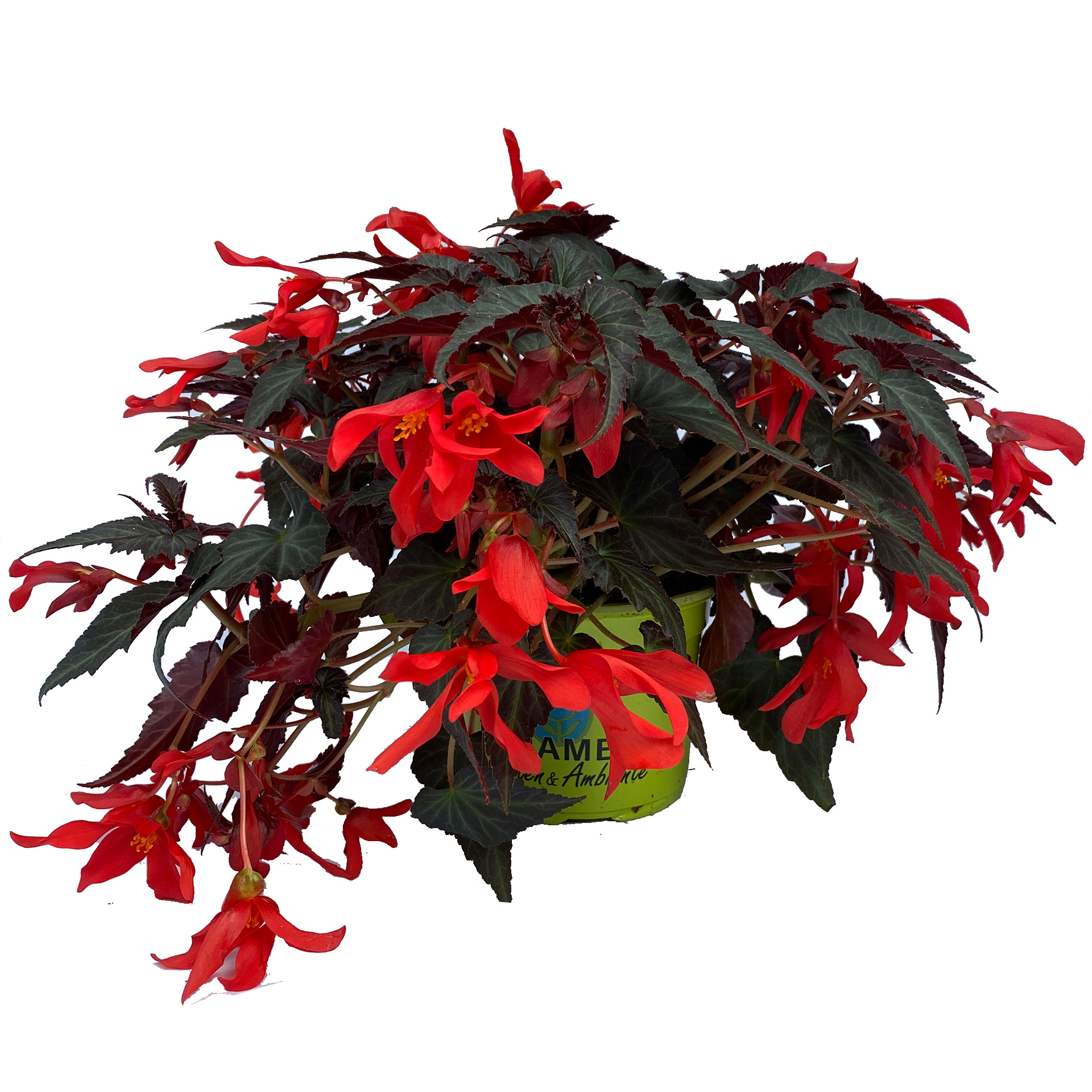 rot blühende Begonie Dark Elegance im Pflanztopf