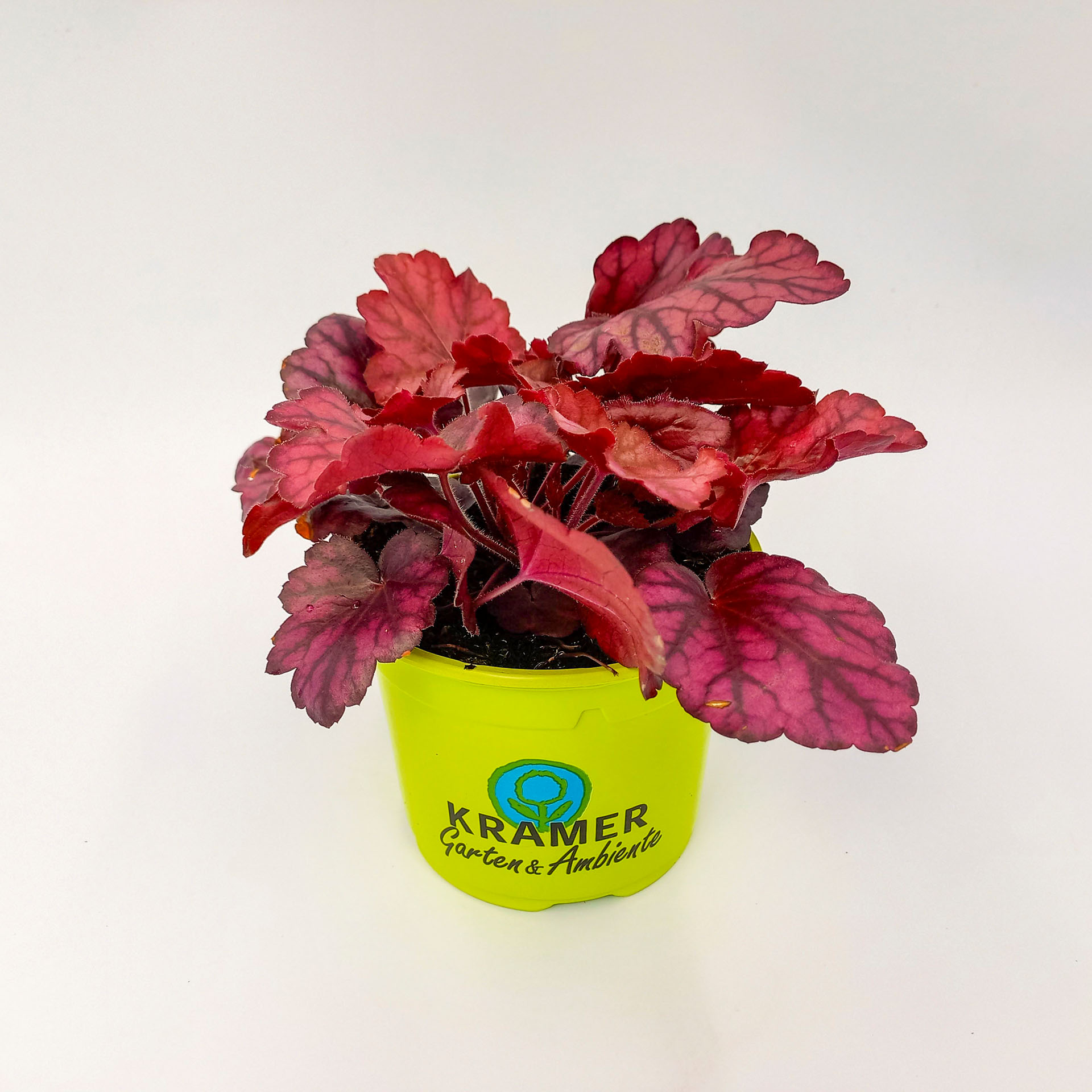 Purpurglöckchen Wild Rose Sonnenstaude Herbstbepflanzung