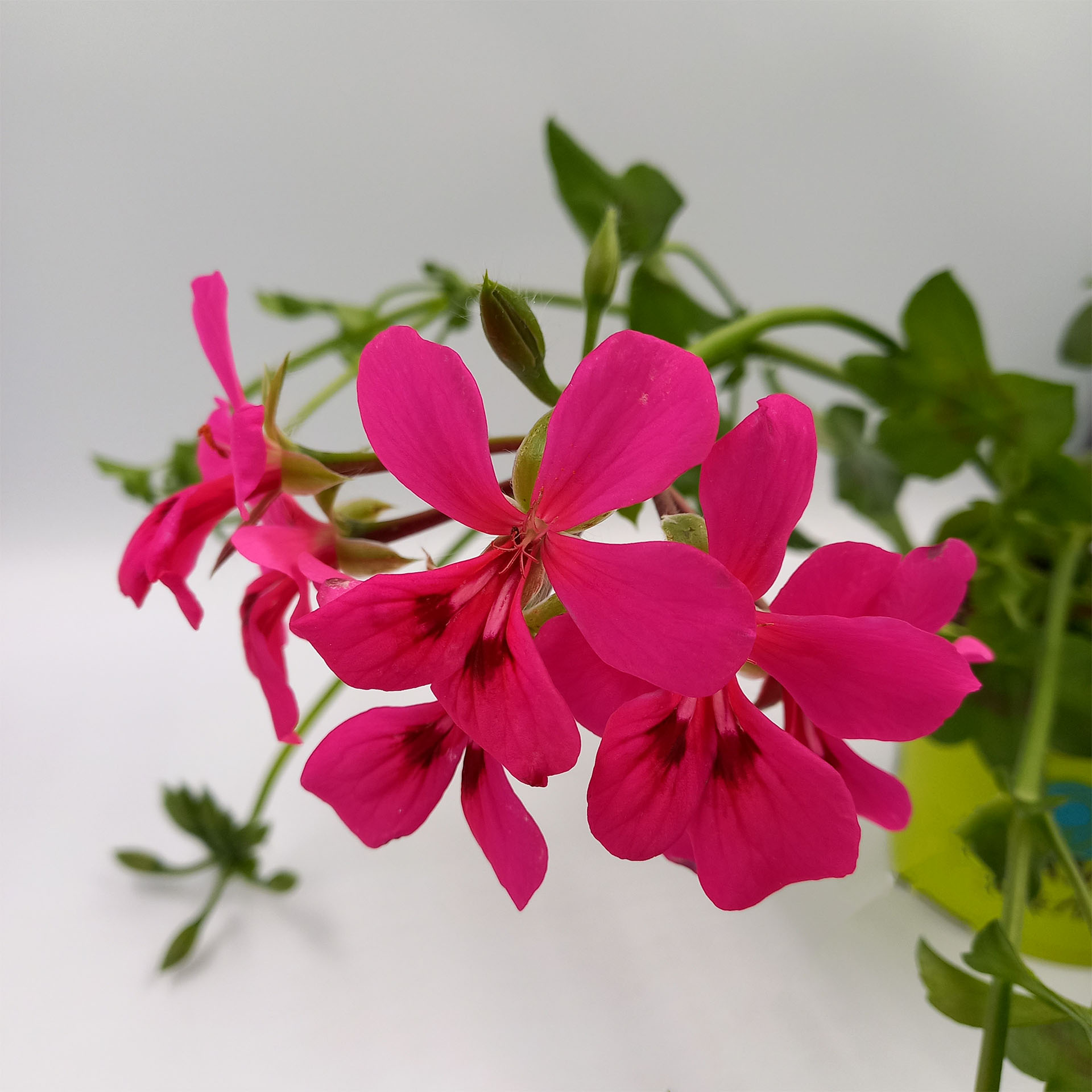 Blume, Geranie, Pflanze, Blütenblatt