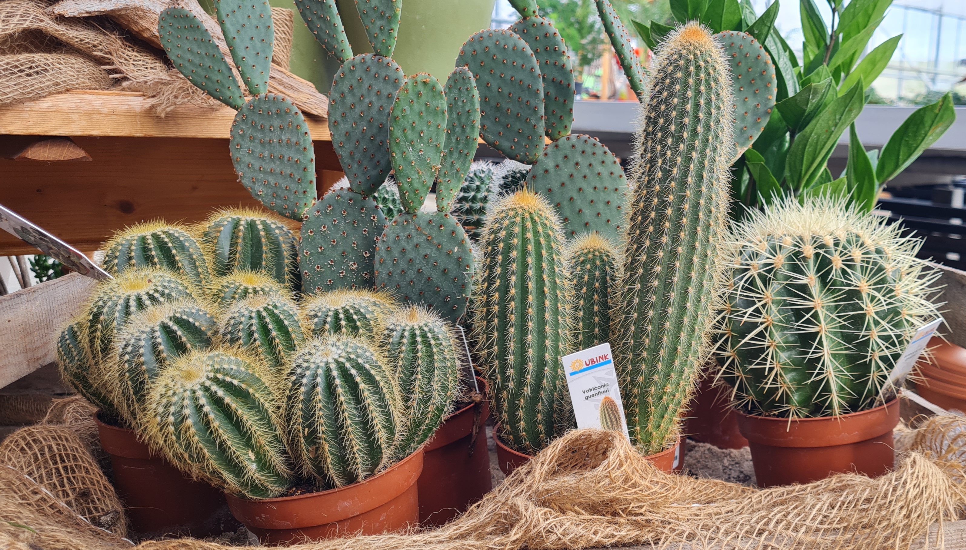 verschiedene kakteen