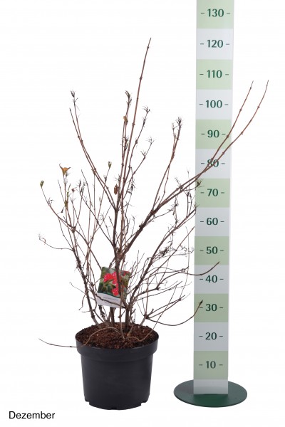 Weigelia 'Red Prince'