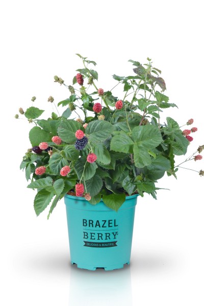 Rubus Brazelberries 'Baby Cakes'