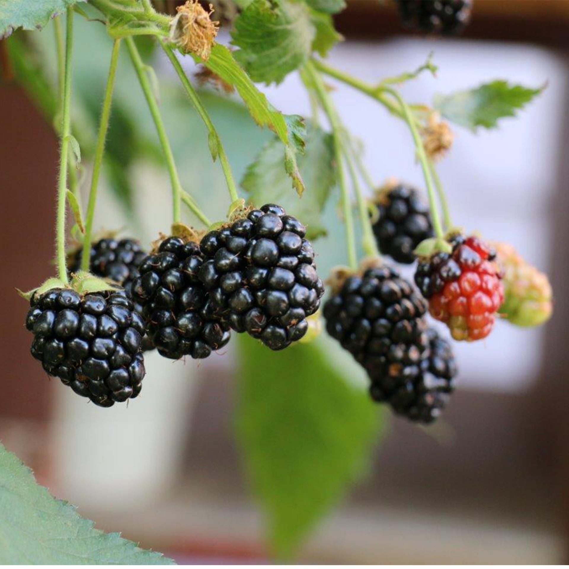 Bio Zwerg Brombeere Little Black Prince Brombeere süß säuerlichBrombeerpflanze