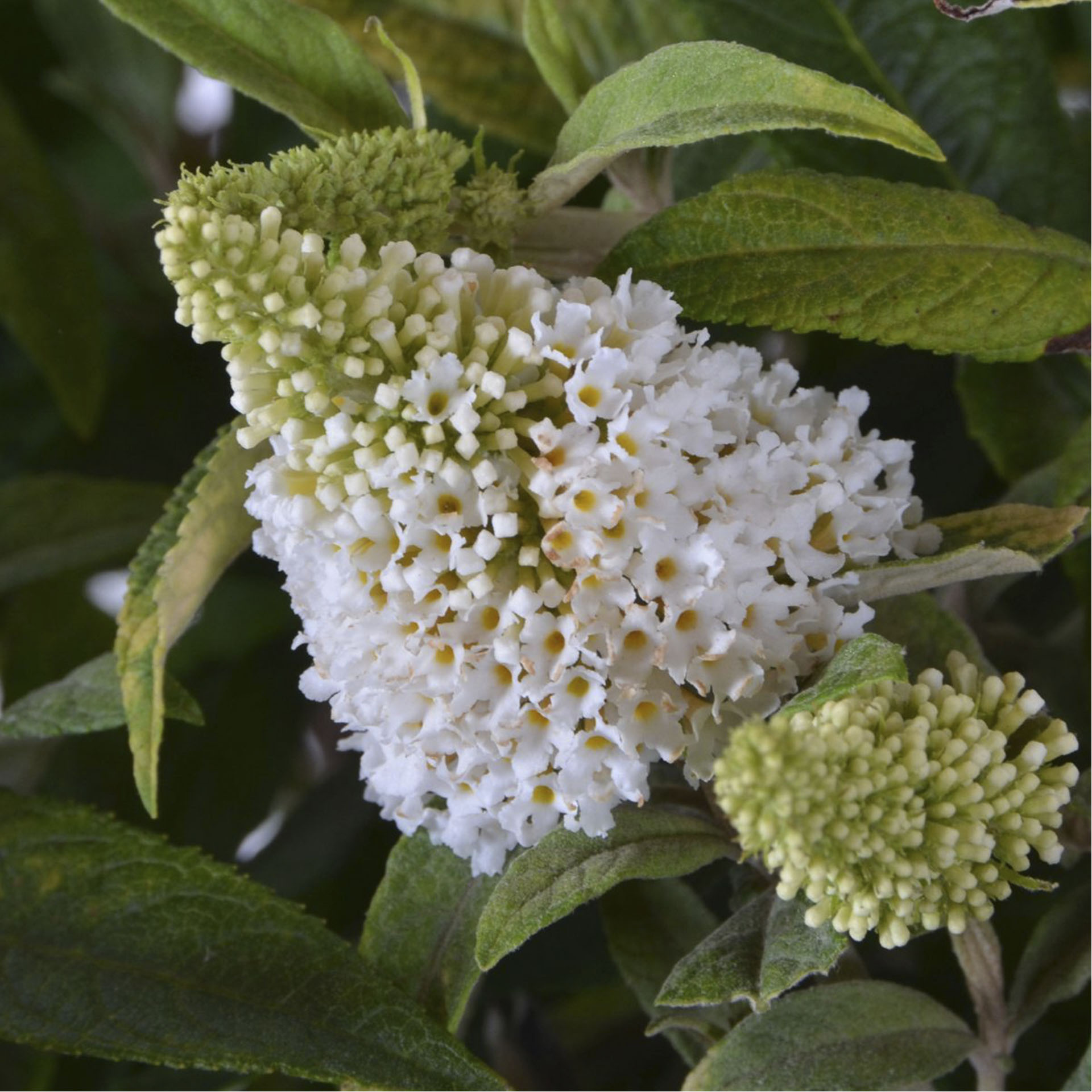 Sommerflieder 'White Admiral'® - Buddleja davidii POQUITO®, C4,5