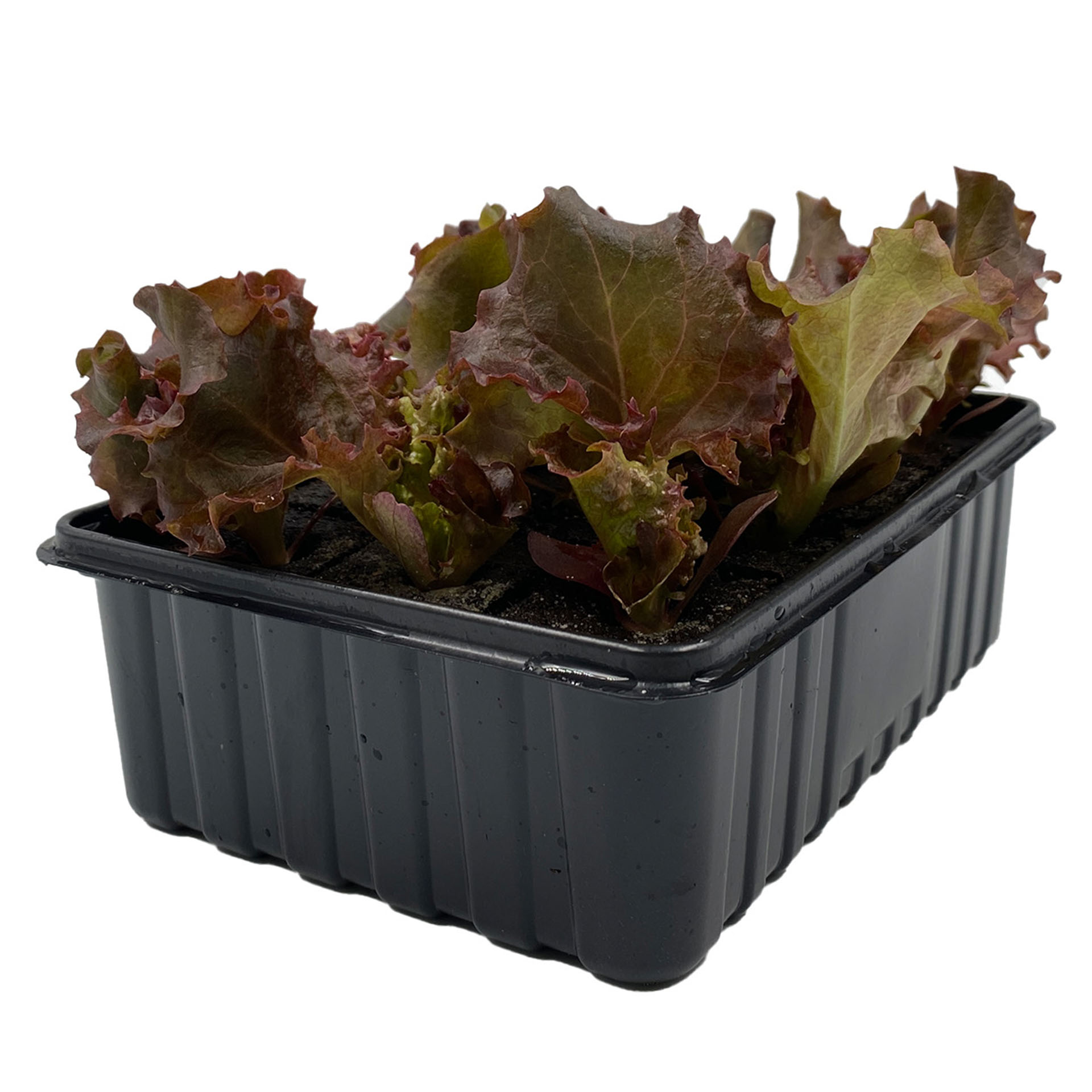 Pflanze, Pflanze im Topf, Pflanzgefäß, Produzieren, Kopfsalat