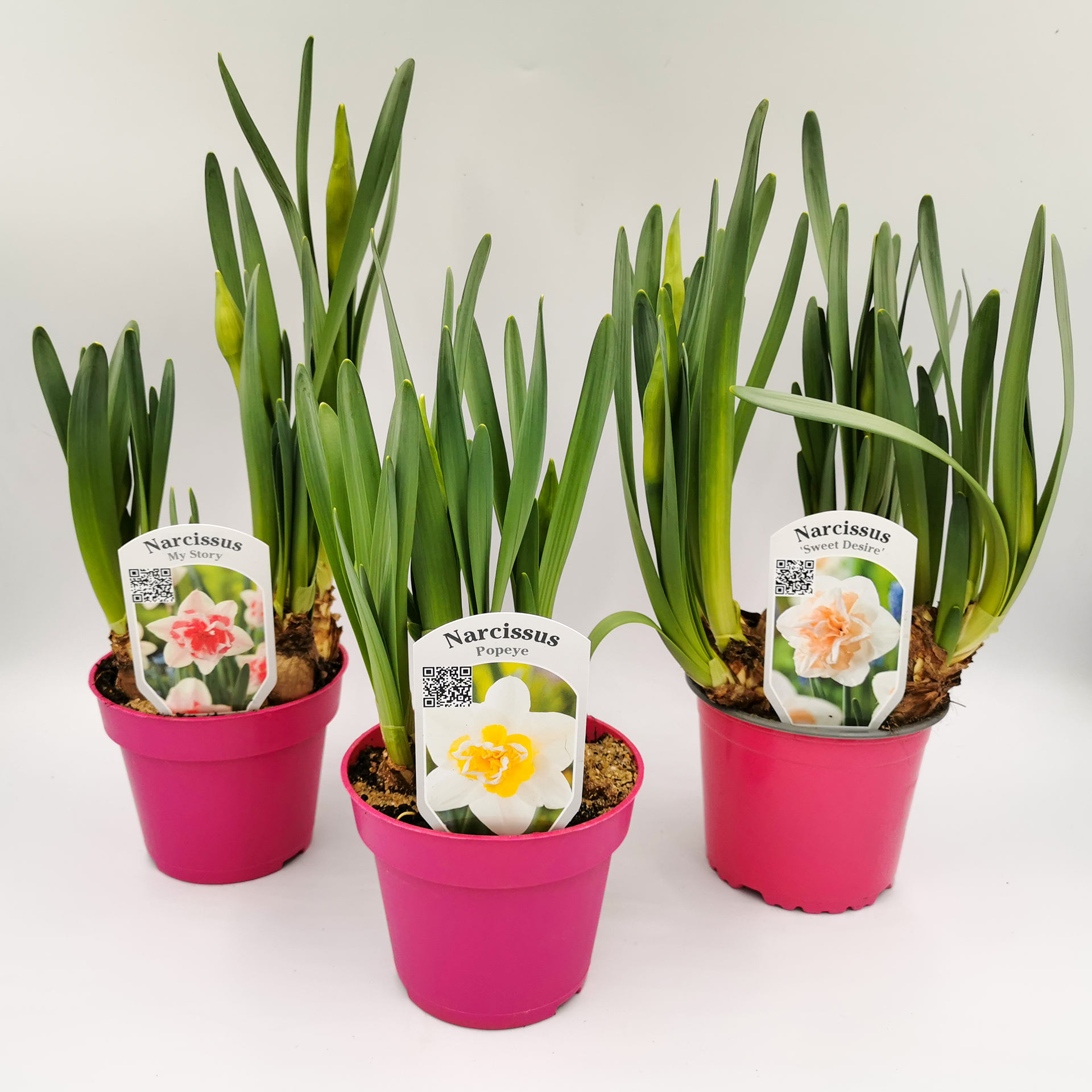 Narzissen Mix Osterglocken