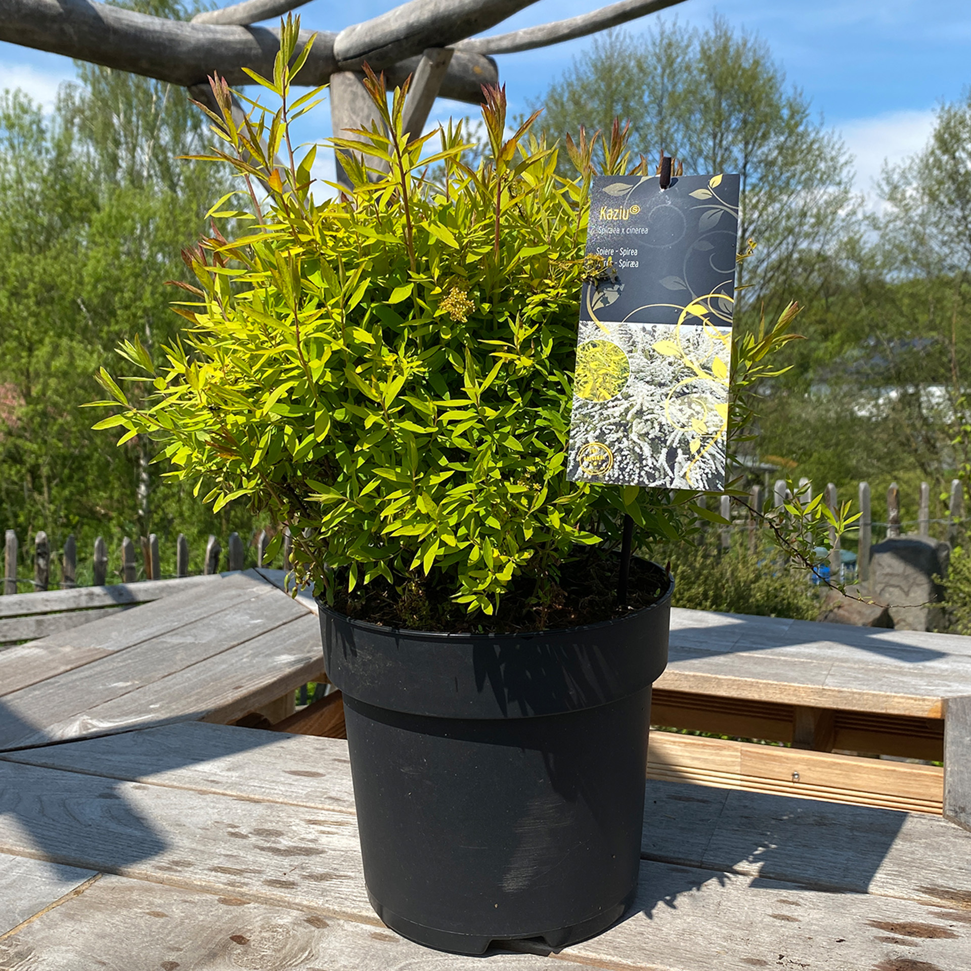 Rispenspiere - Spiraea x cinerea 'Kaziu',  C6