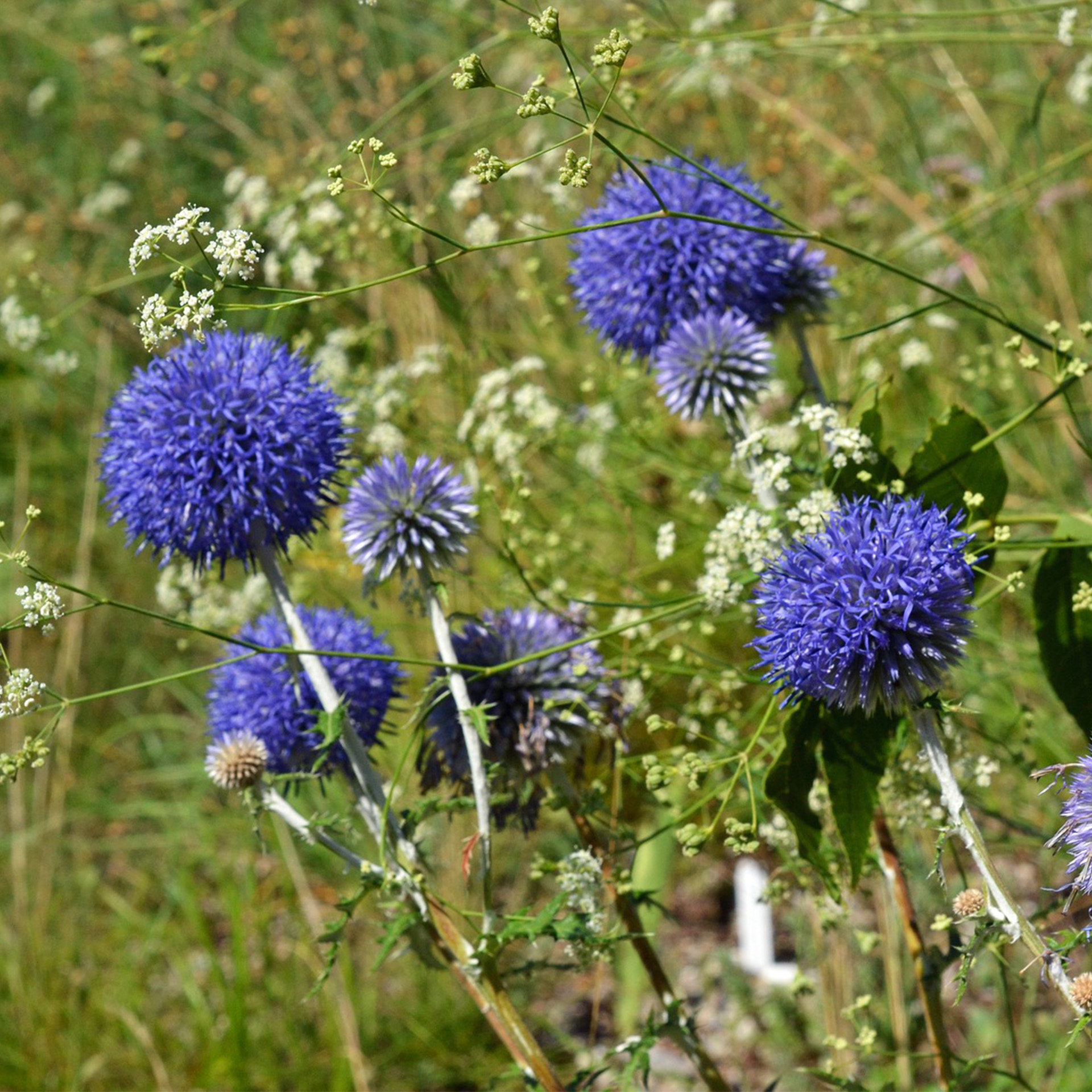 Kugeldistel Sonnenstaude  Beetpflanze Schnittblume