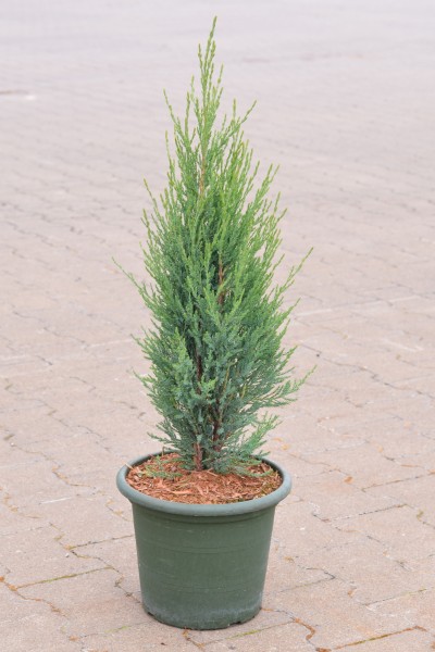 Zypressenwacholder Blue Arrow Raketen Wacholder Konifere Nadelgehölz