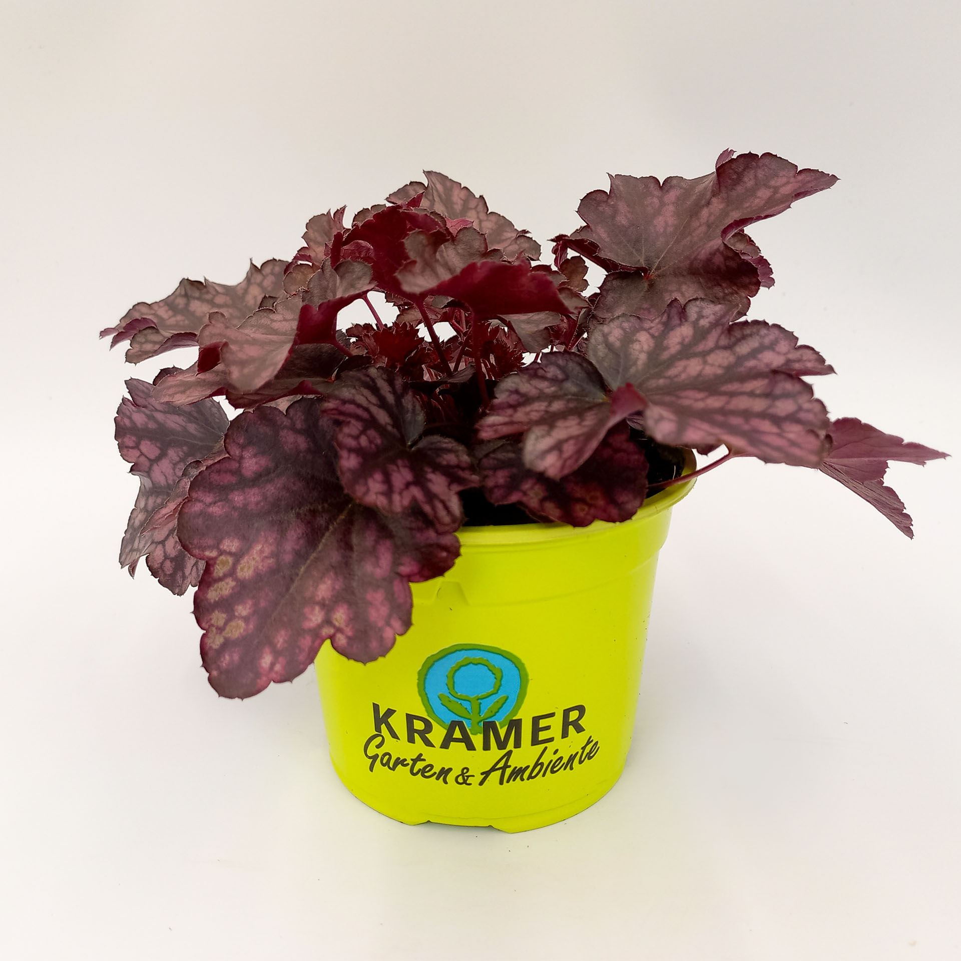 Purpurglöckchen Blackberry Jam