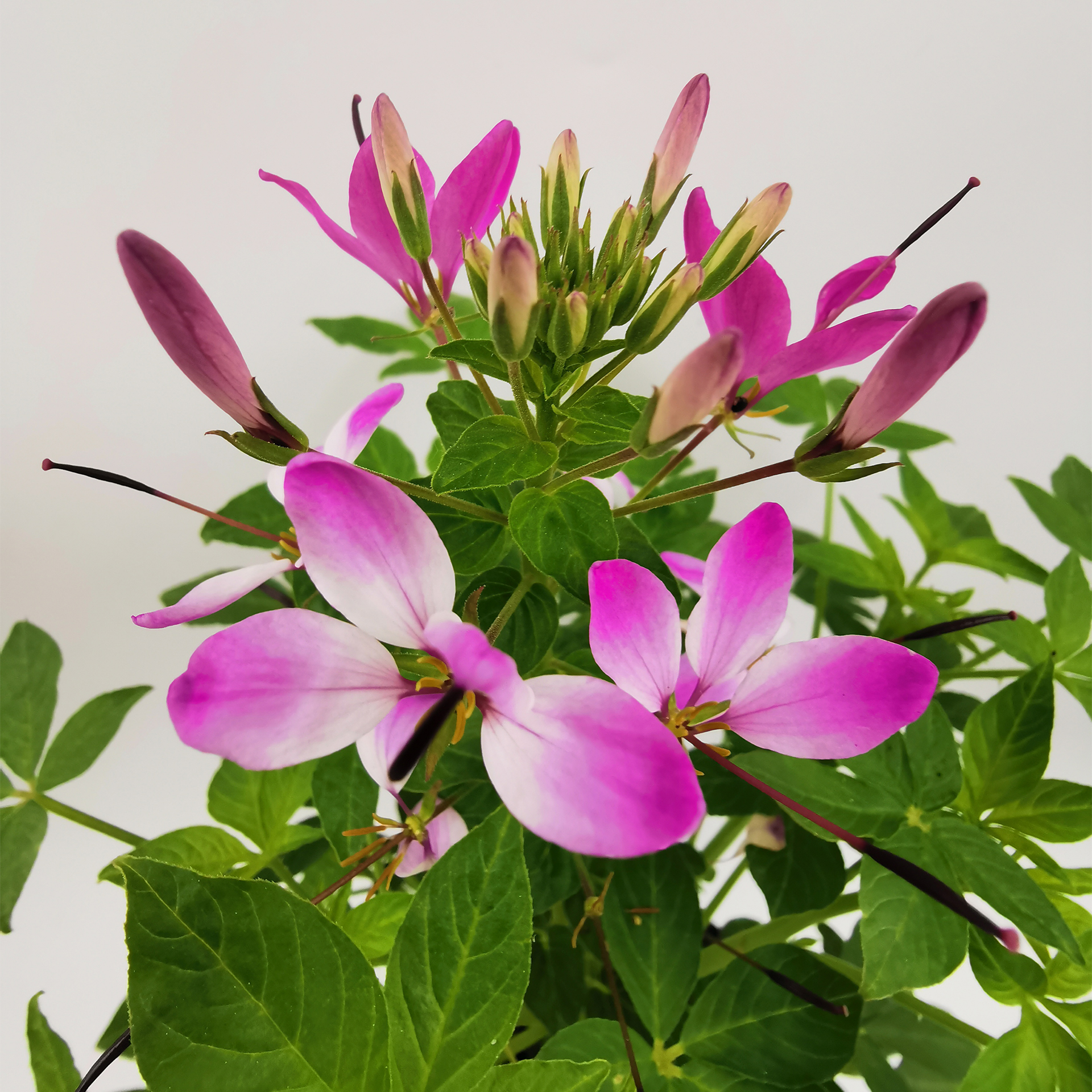 Cleome Kelly Rose