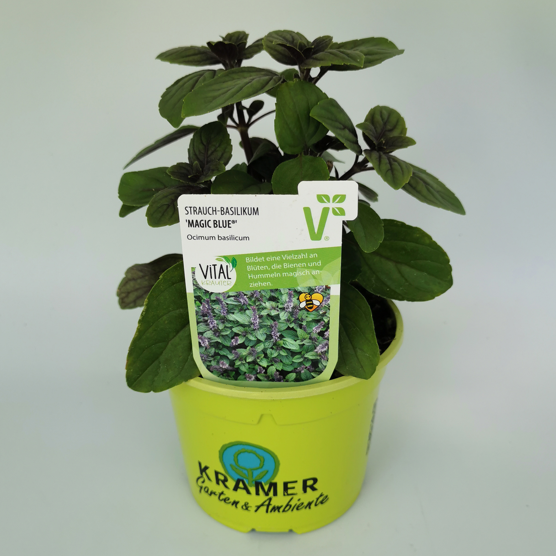 Strauchbasilikum  - Ocimum  Basilicum 'Magic Blue®', 12cm Topf