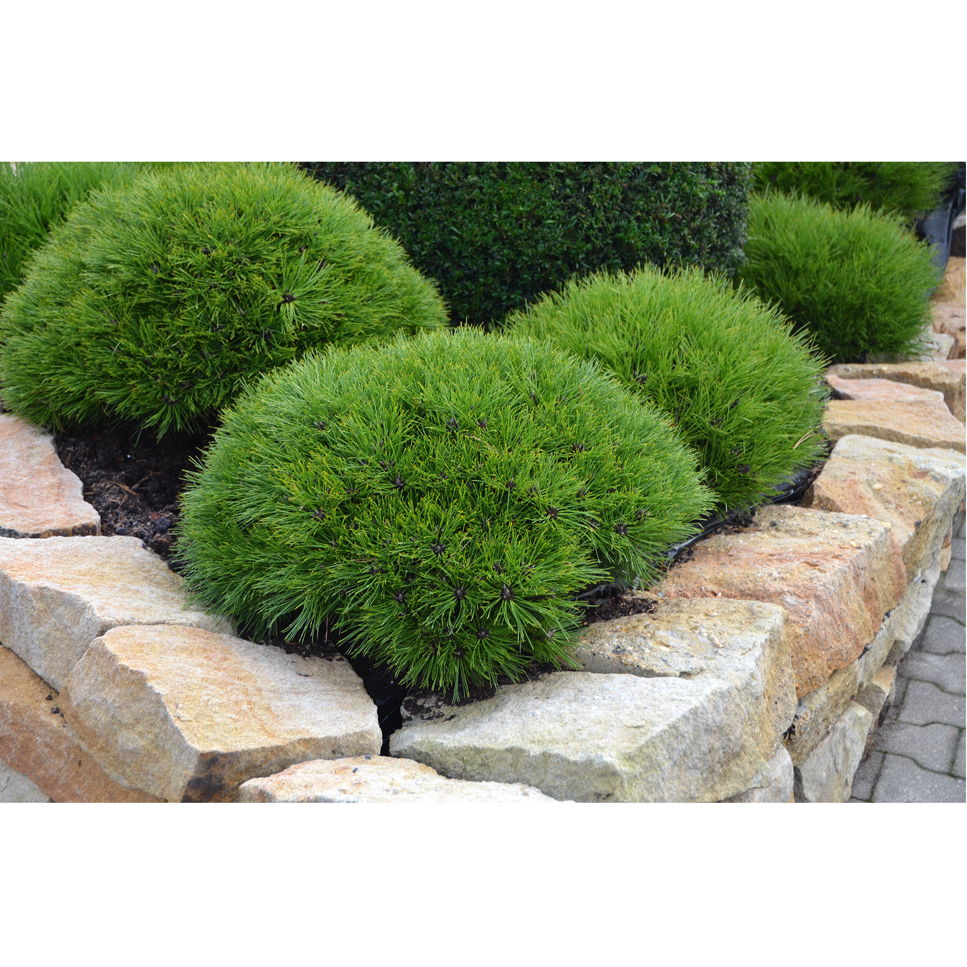 Schwarzkiefer Marie Bregeon Konifere immergrün Kübel Steingarten