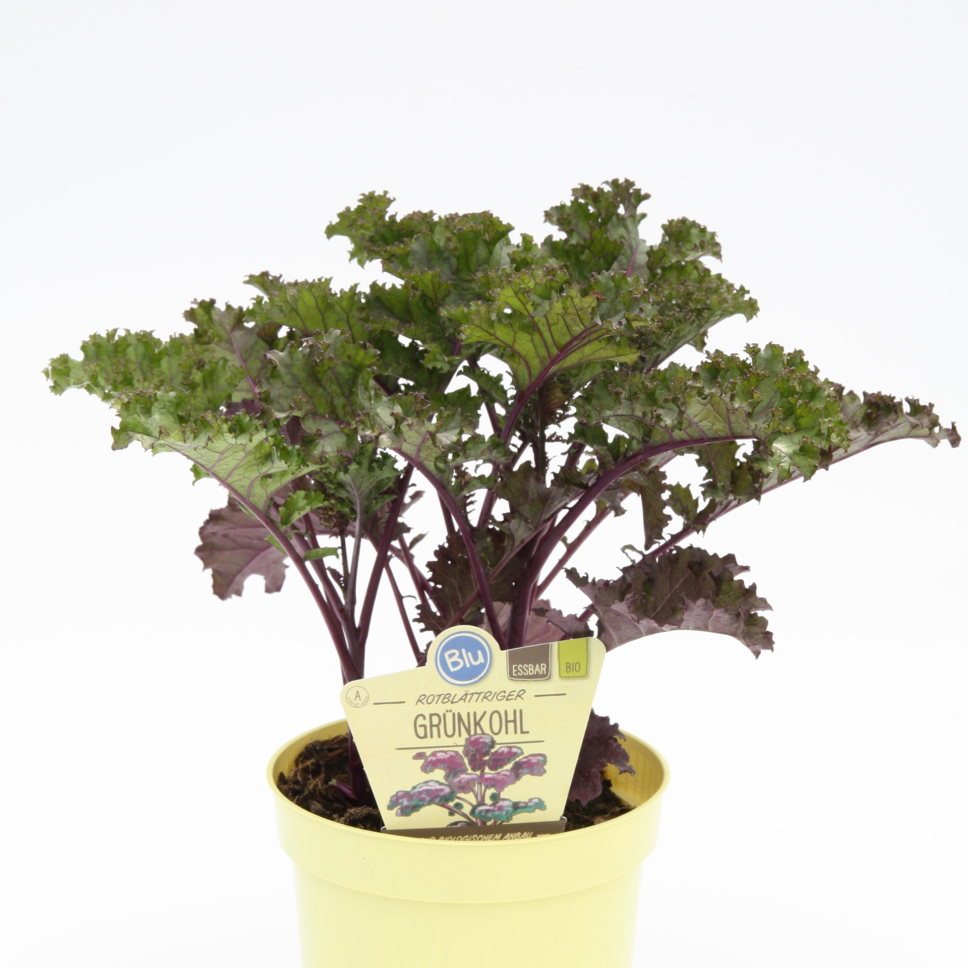 BIO Grünkohl Rotblättriger - Brassia oleracea 'Redbor', 12cm Topf