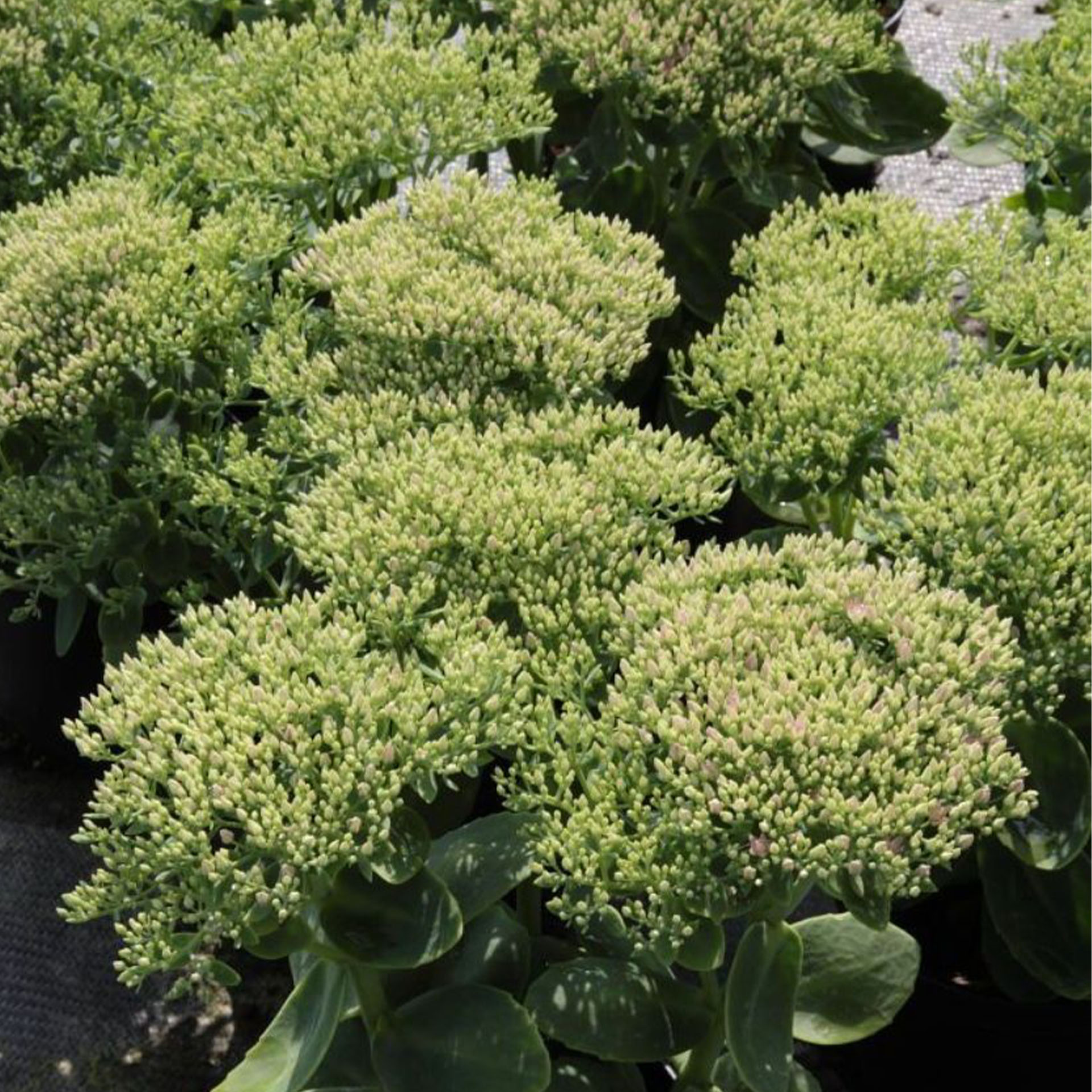 Pflanze, Vegetation, Kräuterig, Kräuter, Kräuterig, Kräuter, Pflanze, Blume