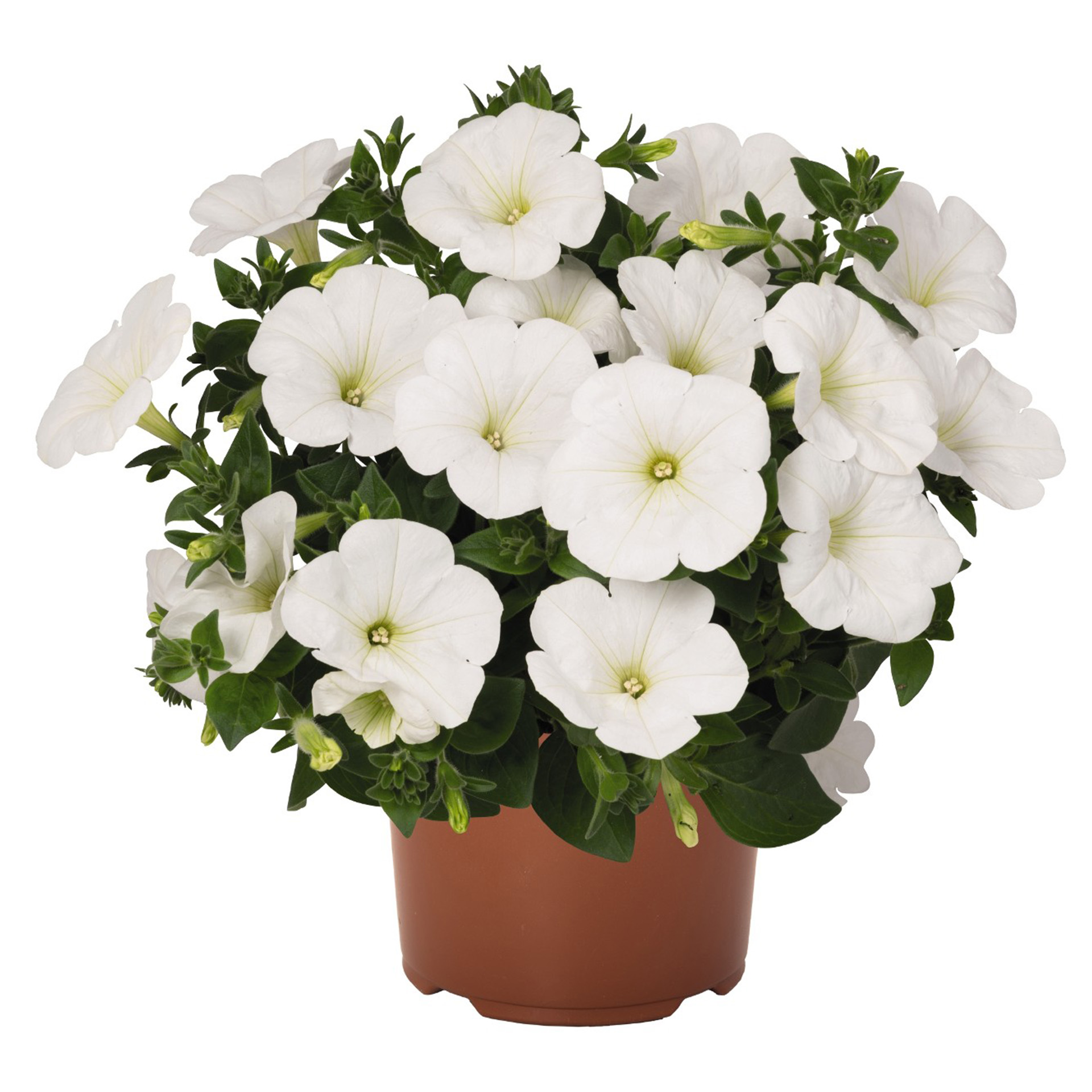 weiß blühende Petunie Sweetunia White im Pflanztopf