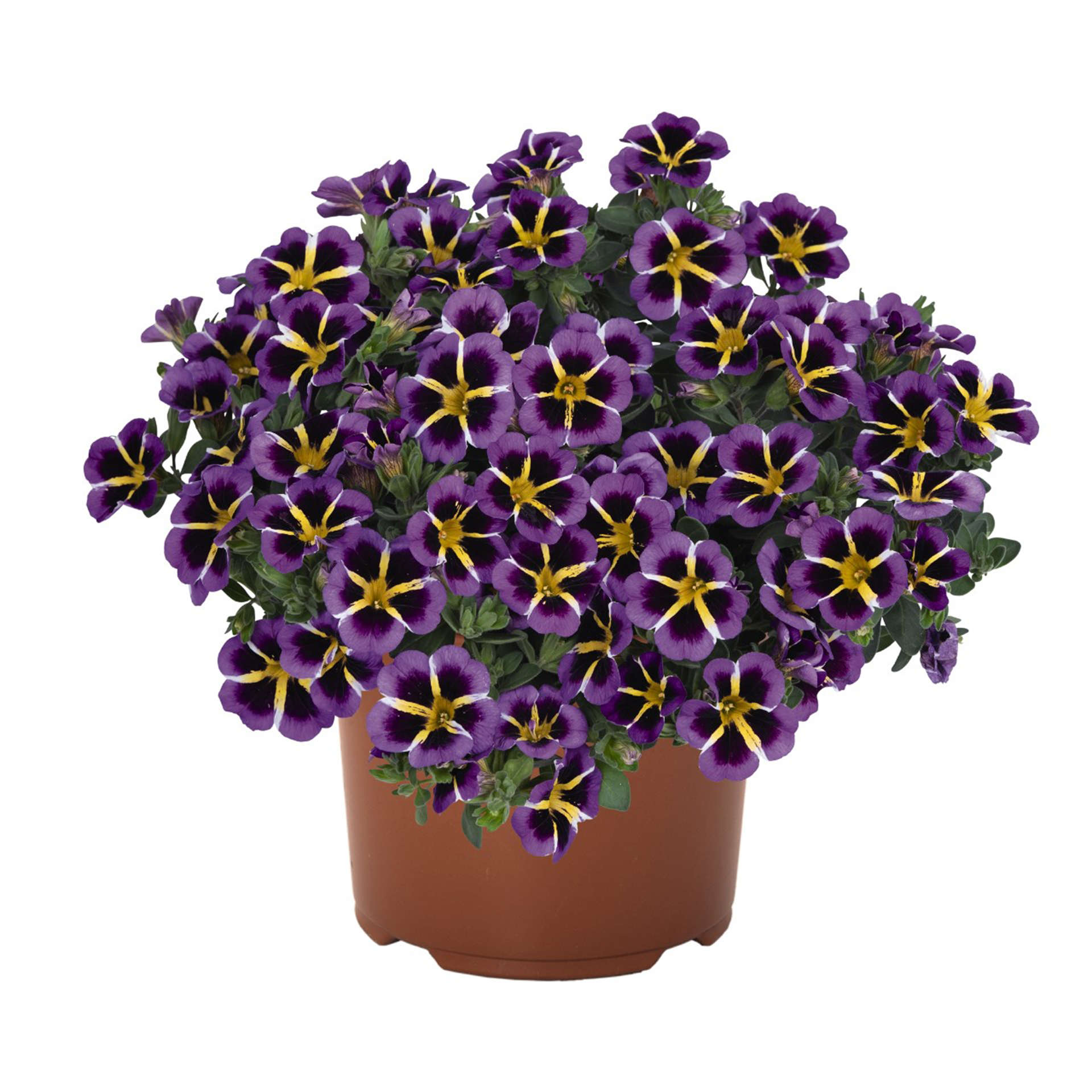 Zauberglöckchen - Calibrachoa 'Tik Tok® Blue', 12cm Topf