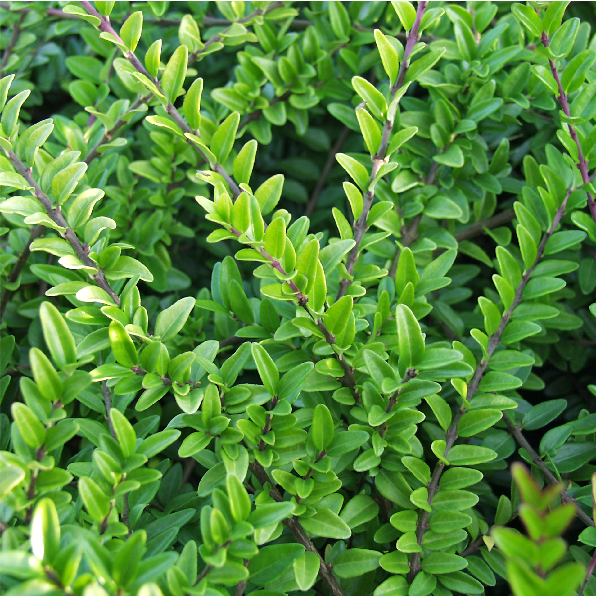 Bodendecker Strauch Hecke immergrün