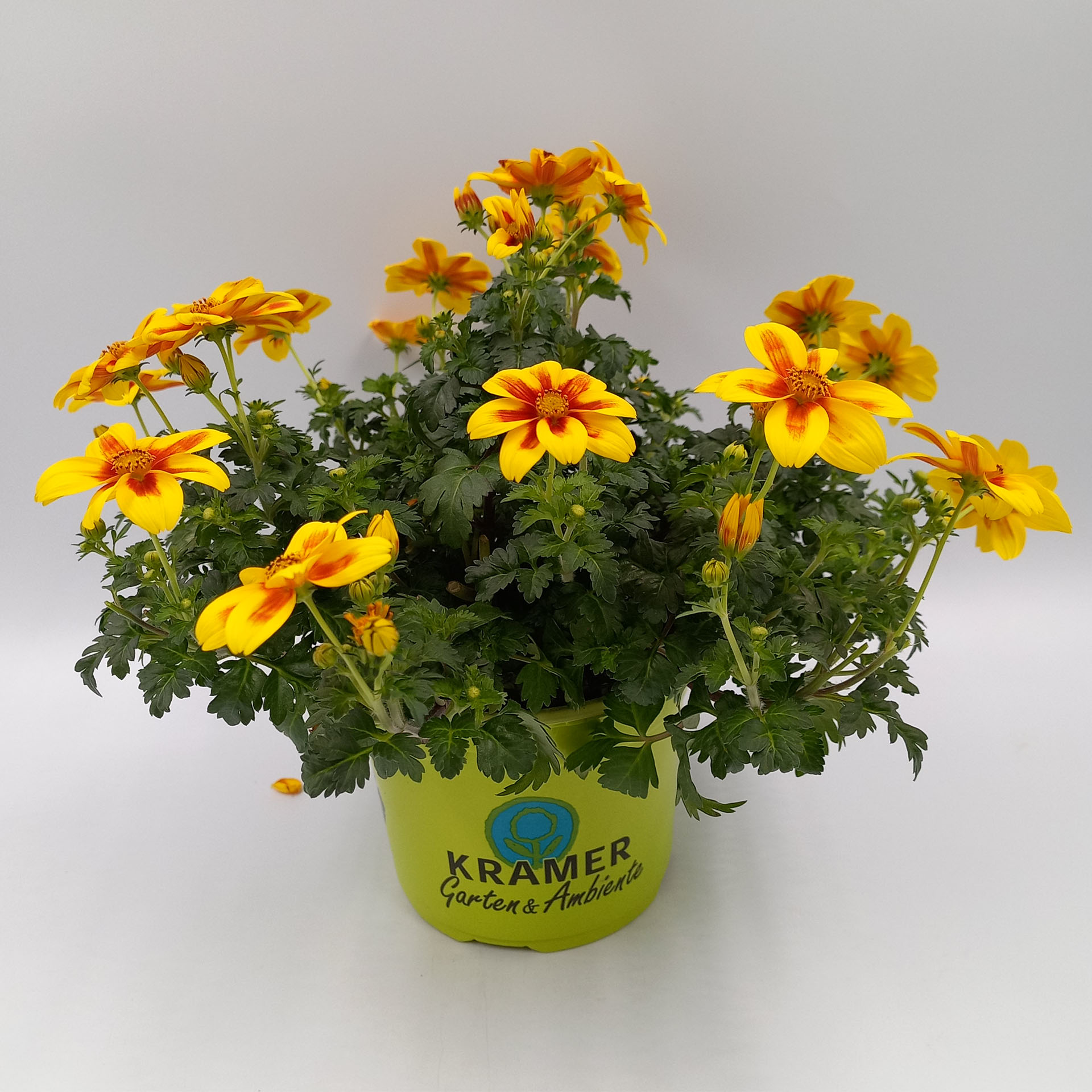 gelb-rot blühende Goldmarie  Red Eye, Pflanze, Pflanze im Topf, Blume, Geranie, Gänseblümchen