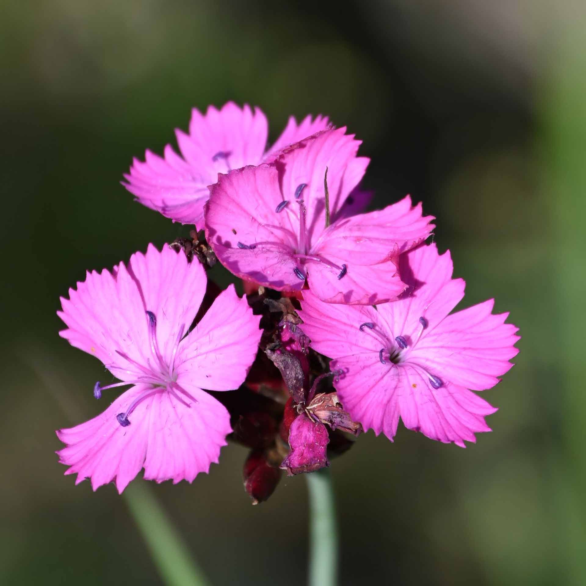 blume, rosa, klee, wildblume, blütenblätter