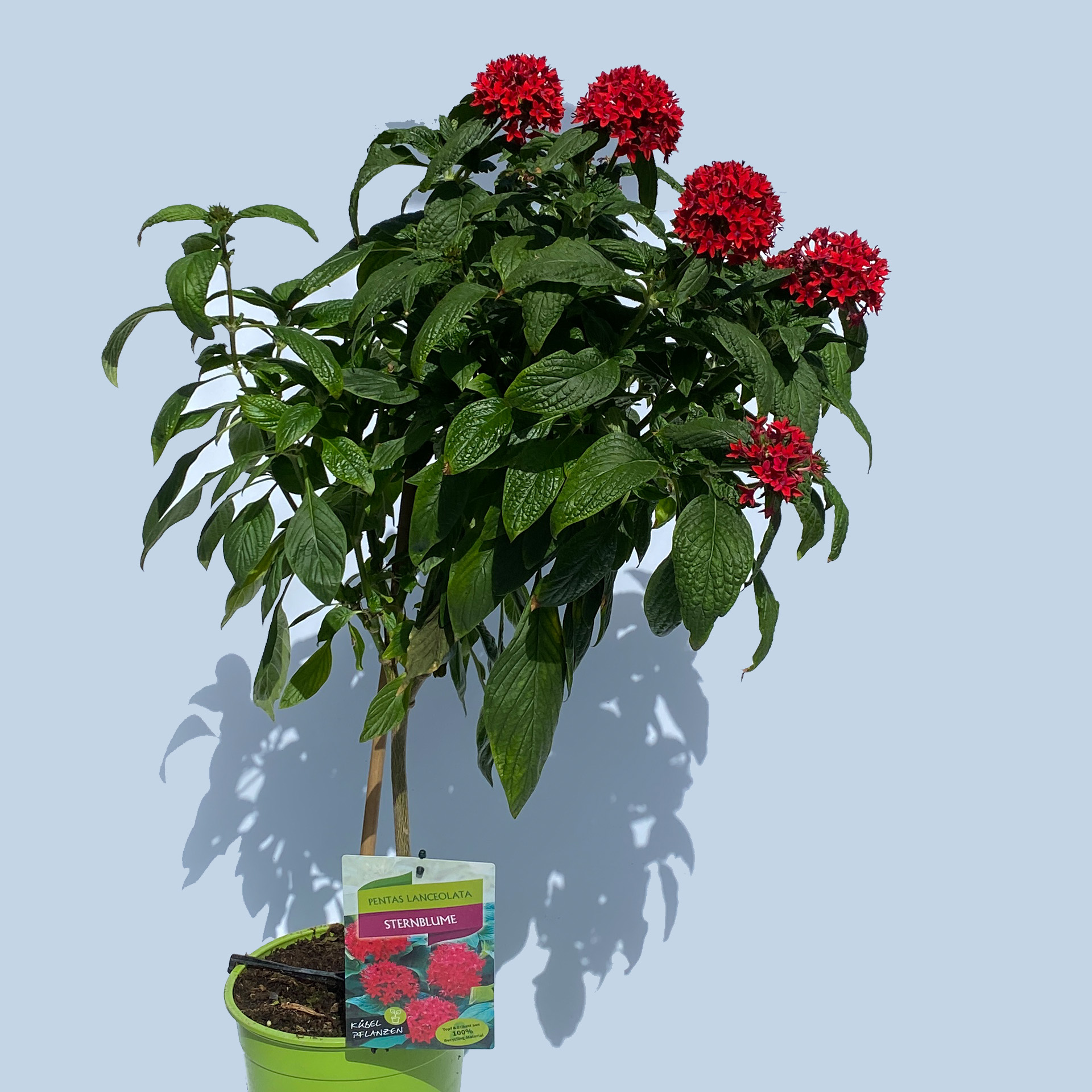 Sternblume Stamm - Pentas lanceolata, 19cm Topf