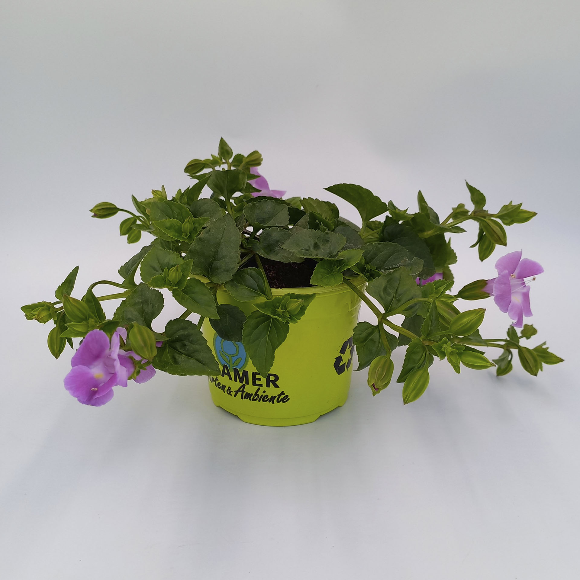 pink blühende Pflanze im Topf