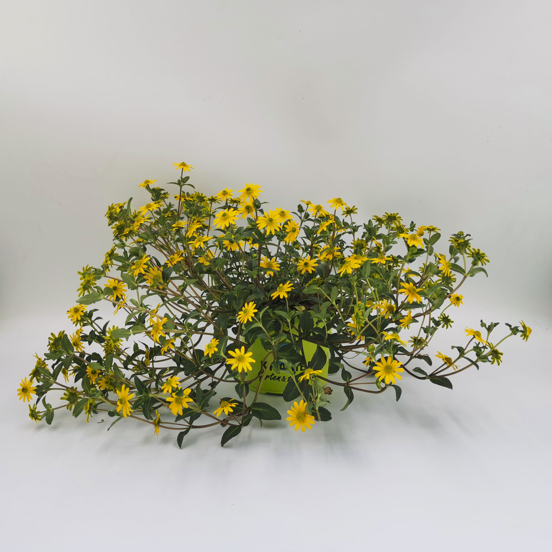 Husarenknopf lang - Sanvitalia procumbens, 12cm Topf