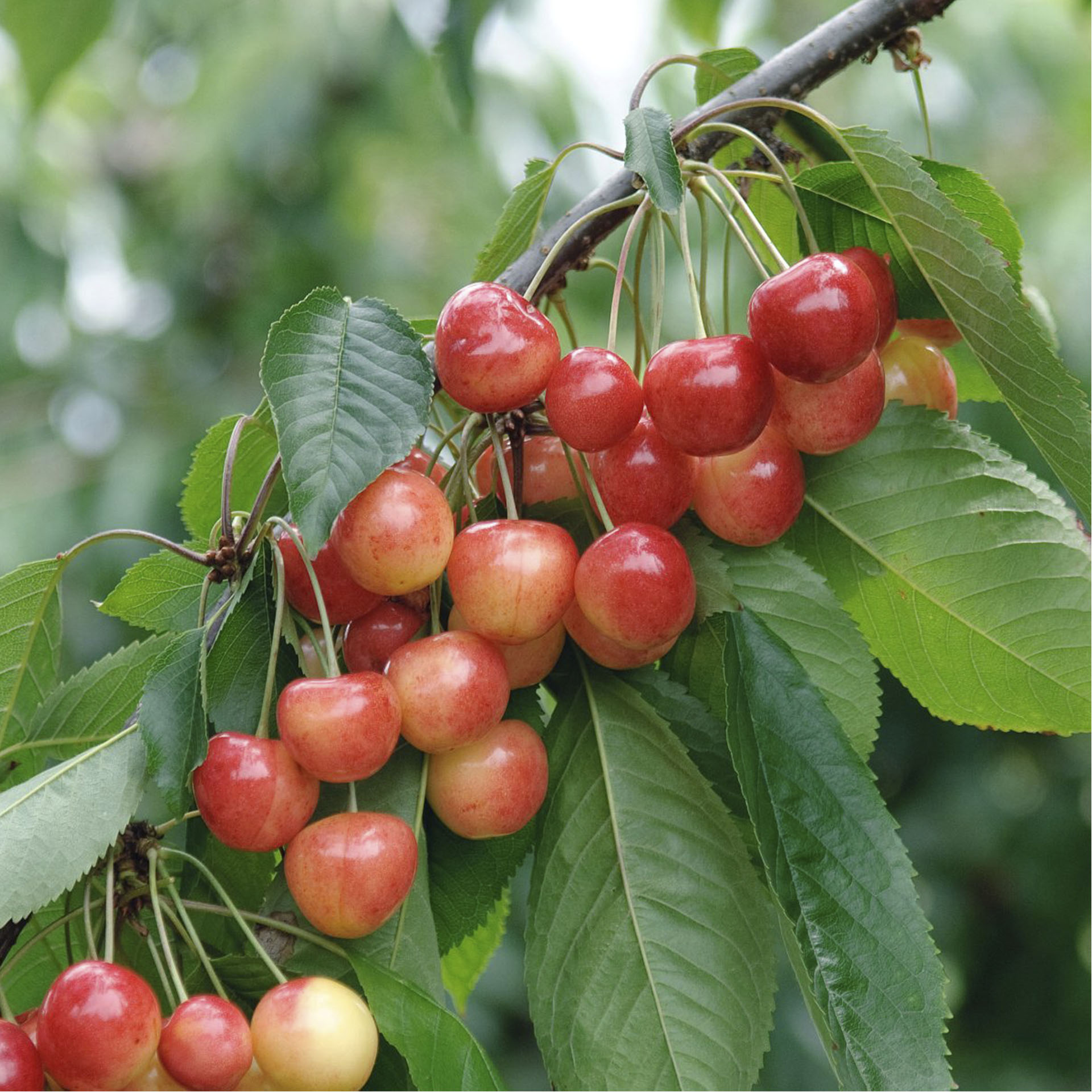 Zweig mit Süßkirschen Büttners Rote Knorpelkirsche
