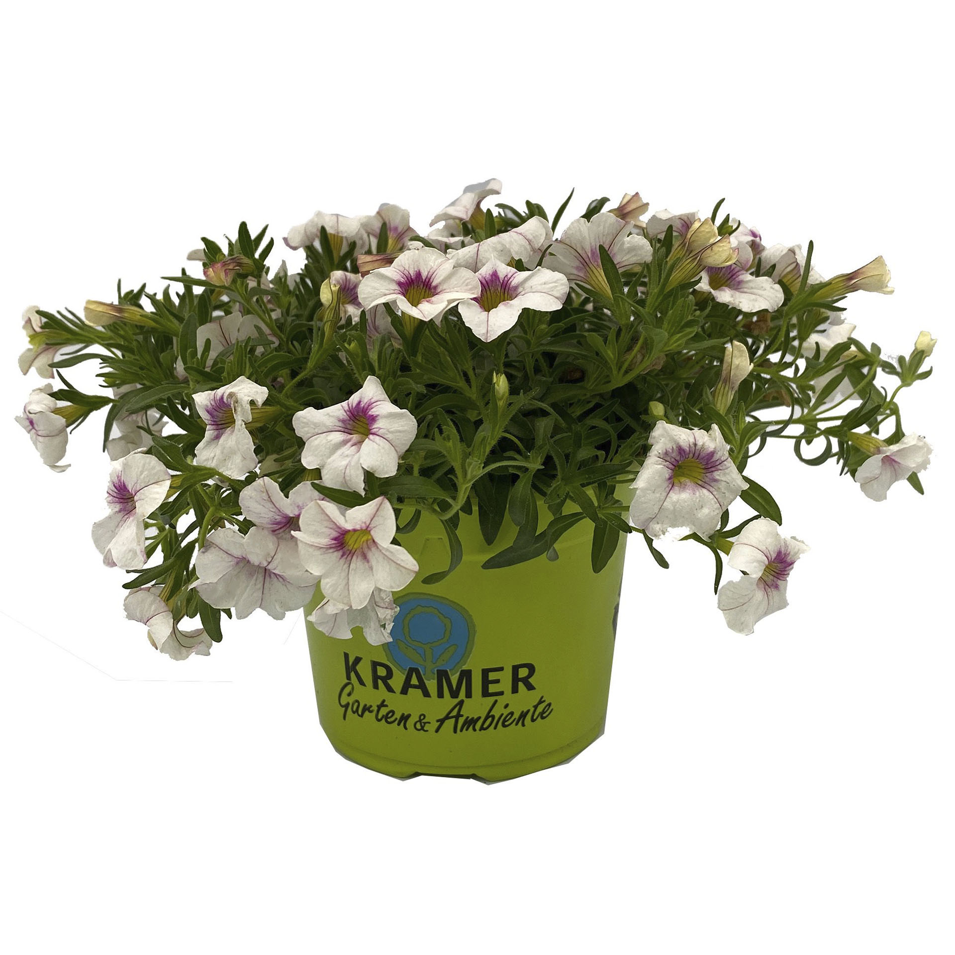 cremefarben blühendes Zauberglöckchen im Pflanztopf