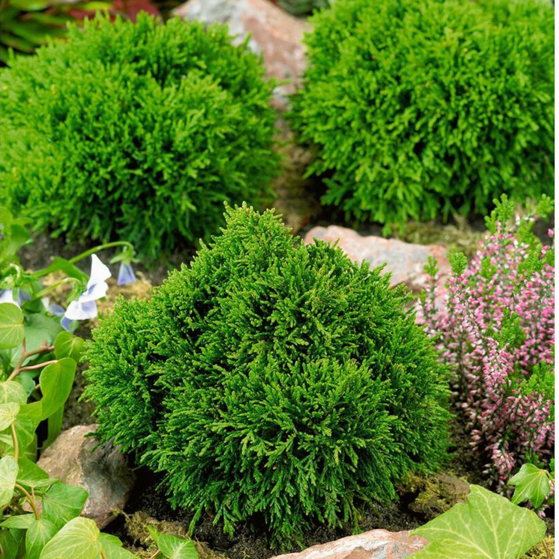 Zwerg Scheinzypresse Green Globe Gartenzypresse Konifere kugeliger Wuchs